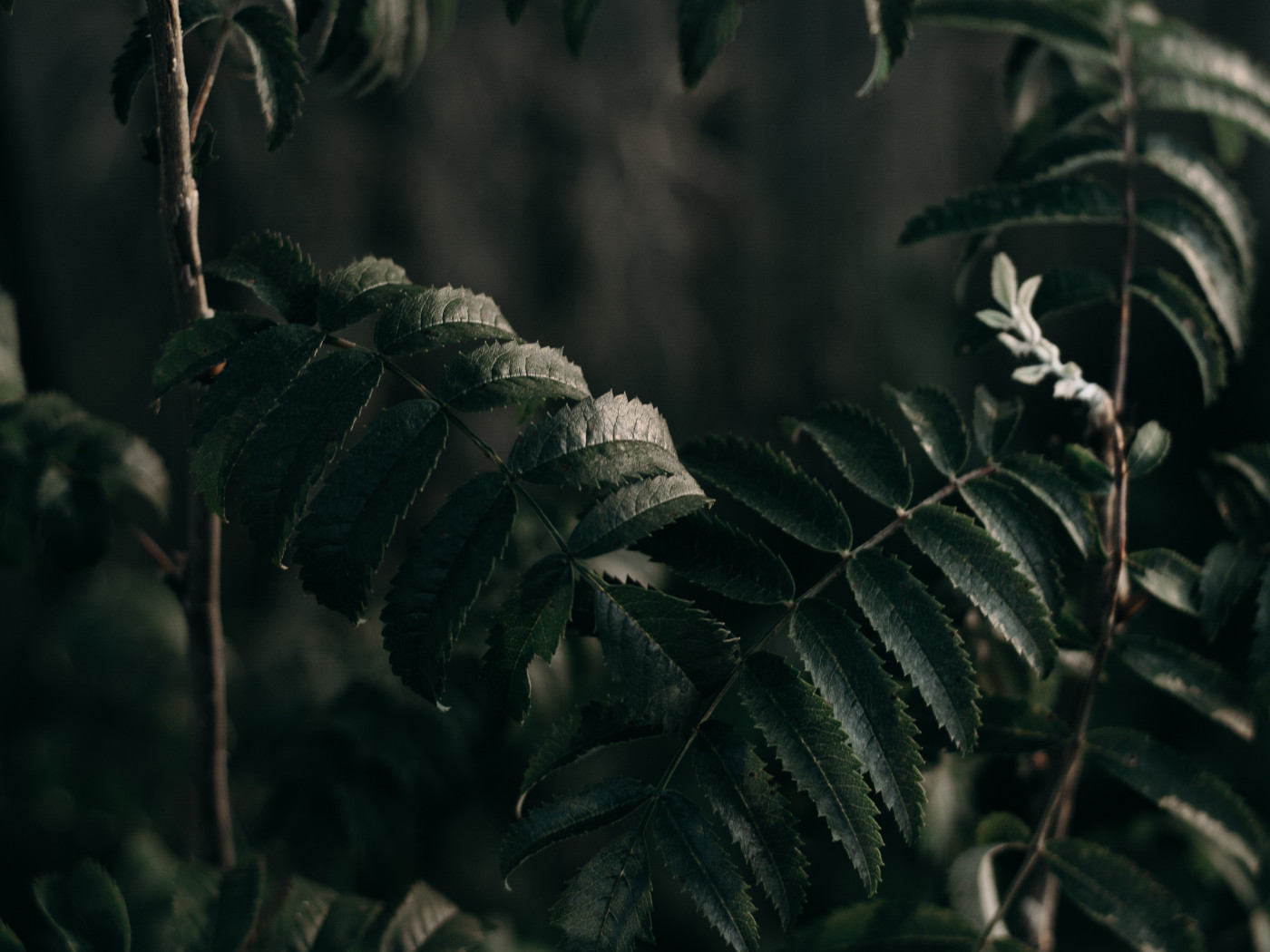 Green Plants