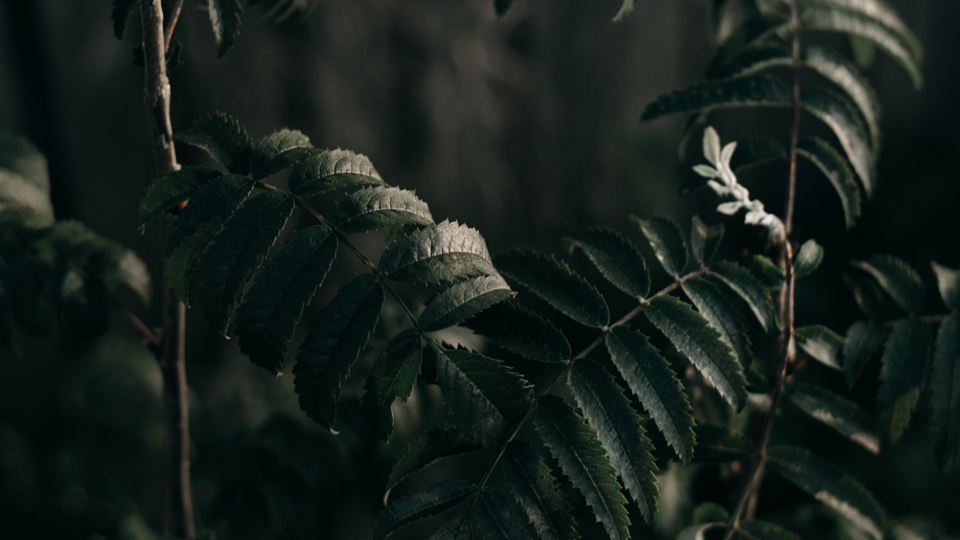 Green Plants