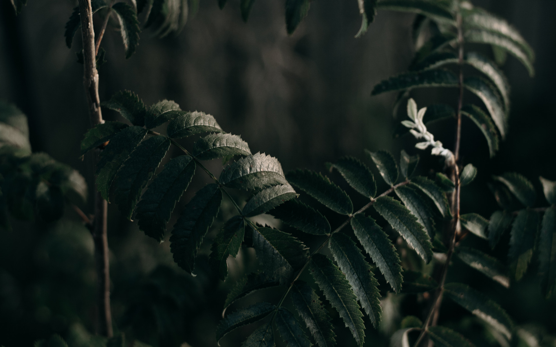 Green Plants