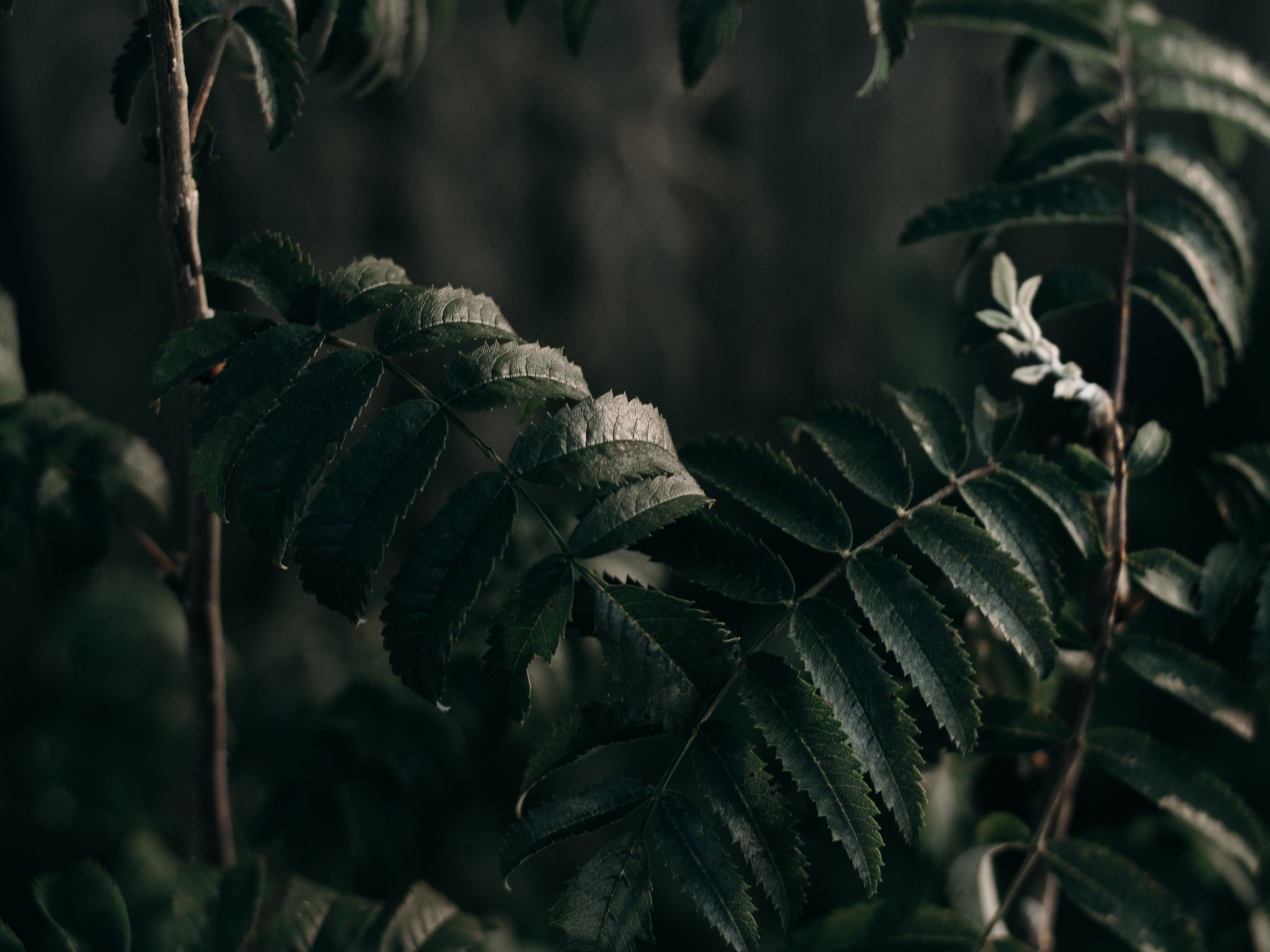 Green Plants