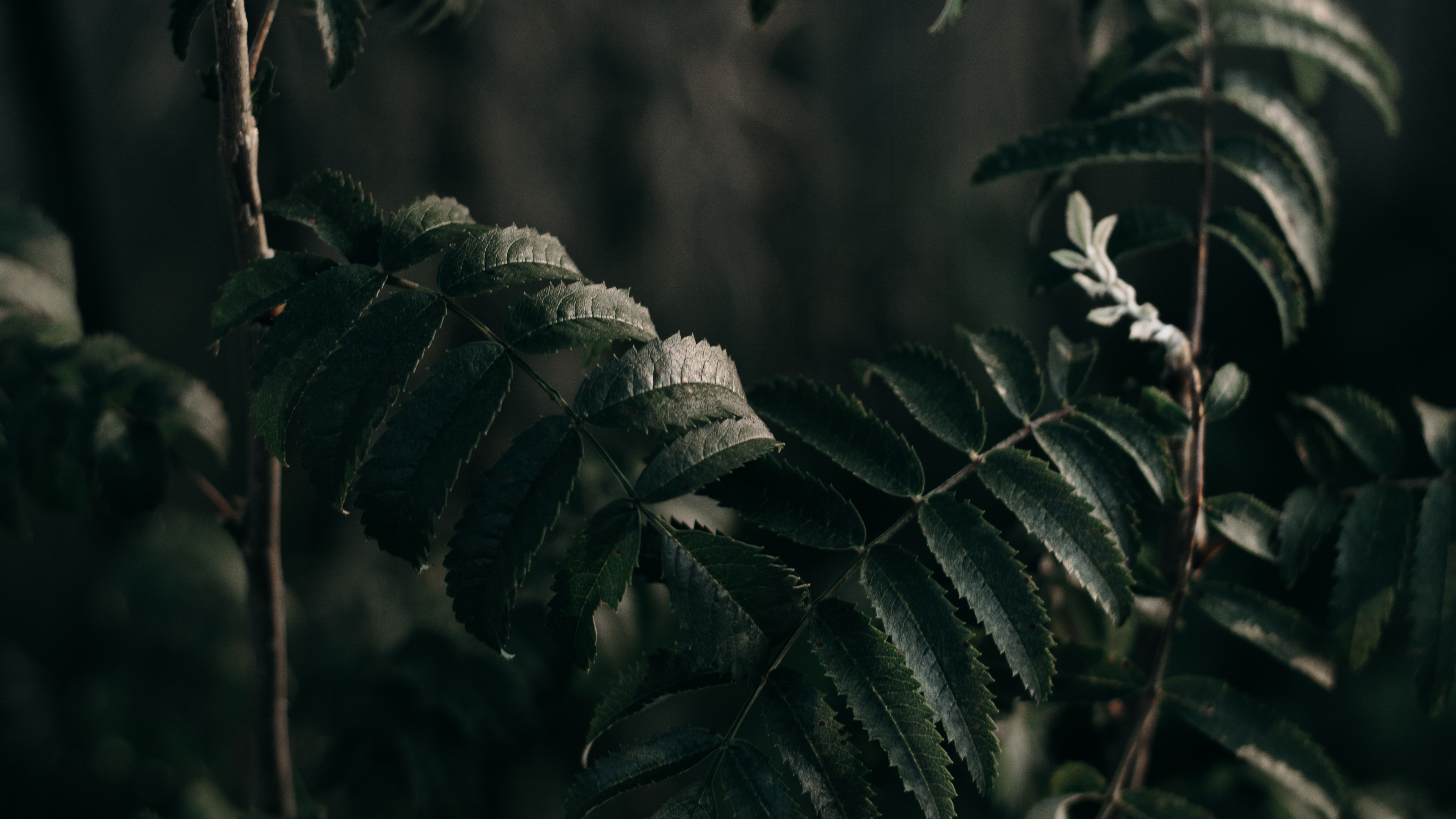 Green Plants