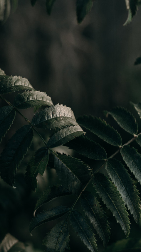 Green Plants