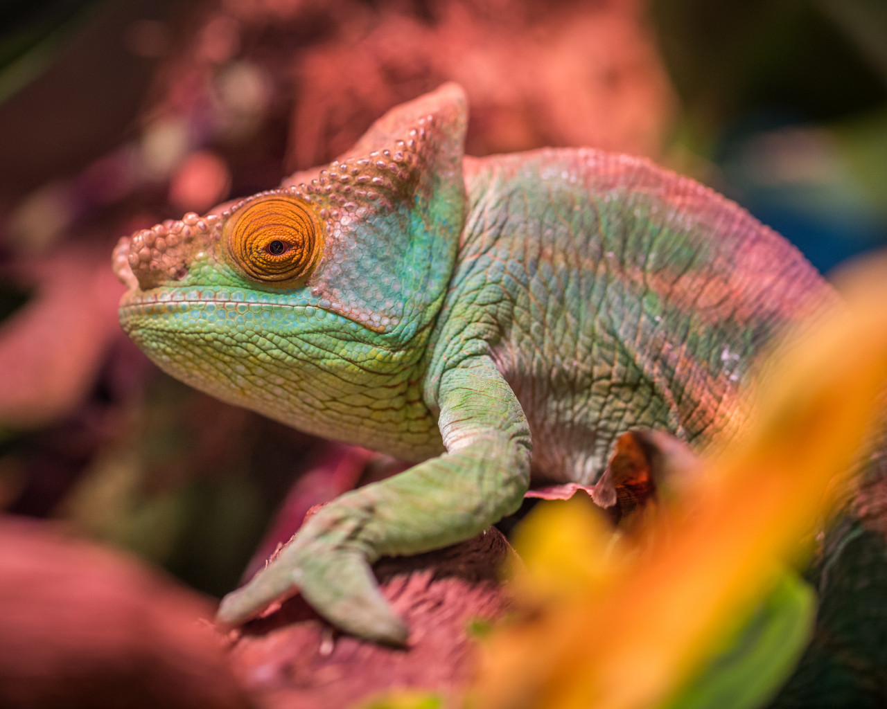 Green and Red Lizard