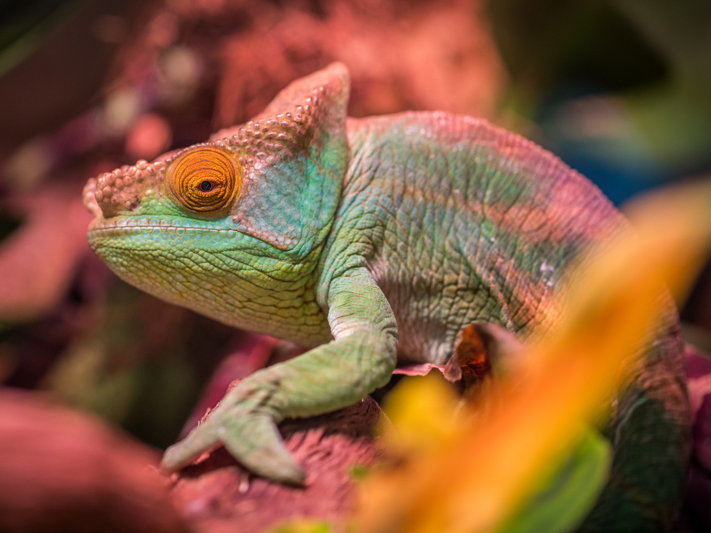 Green and Red Lizard