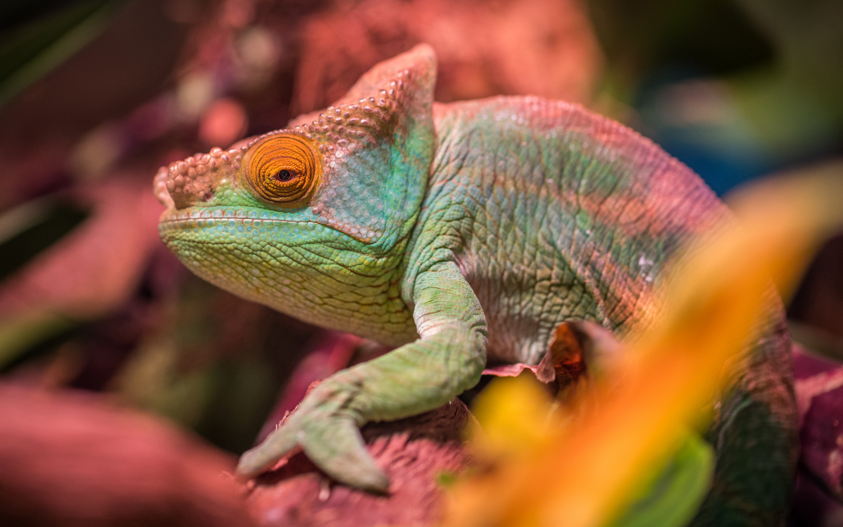Green and Red Lizard