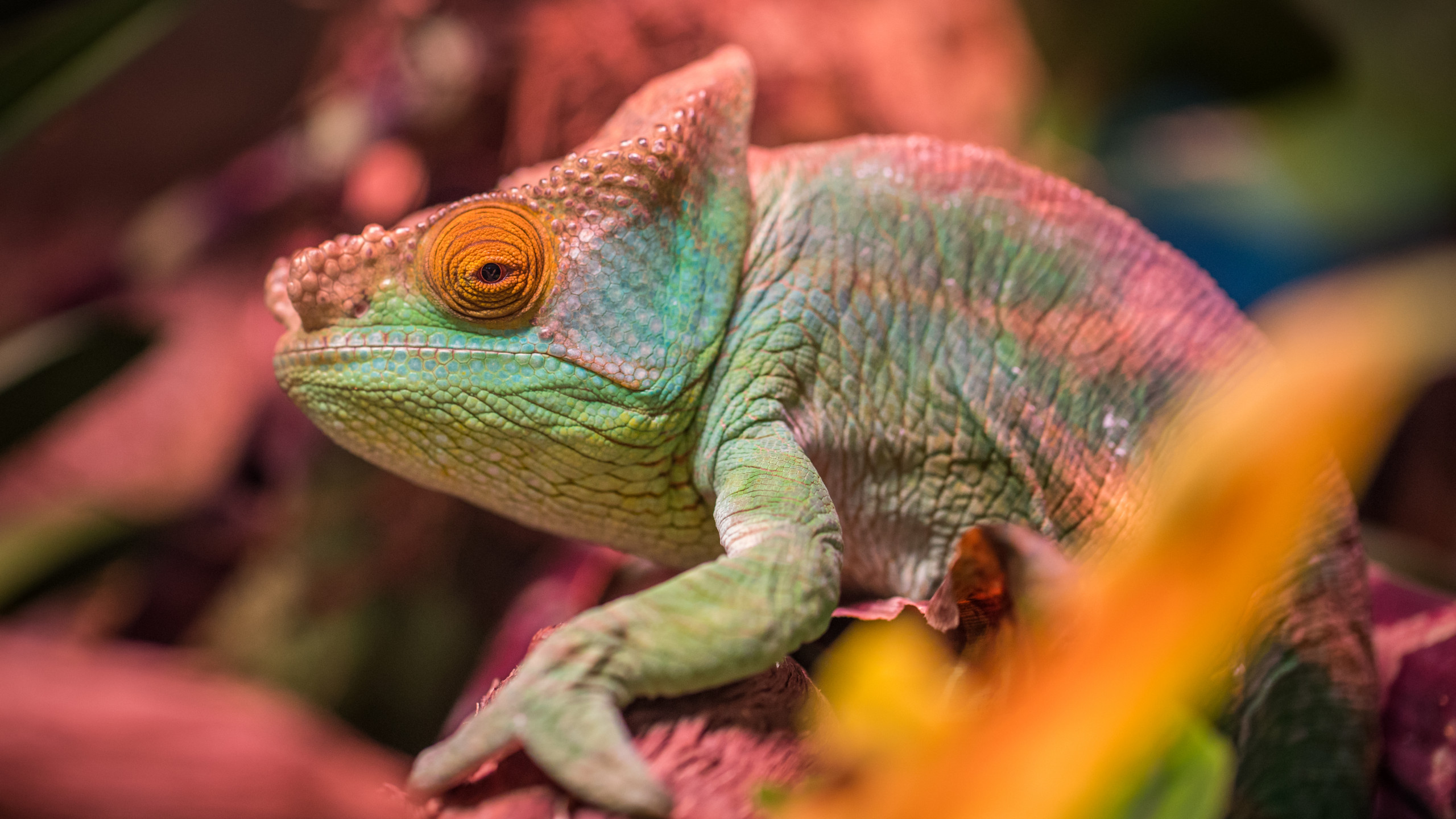 Green and Red Lizard