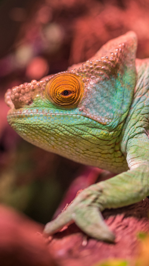 Green and Red Lizard