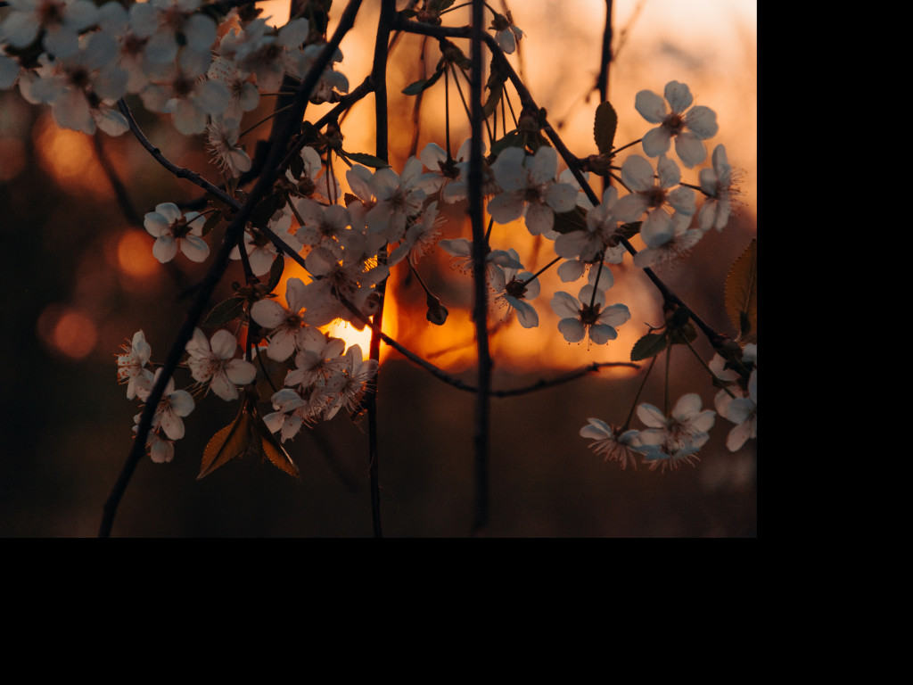 White Petaled Flowers