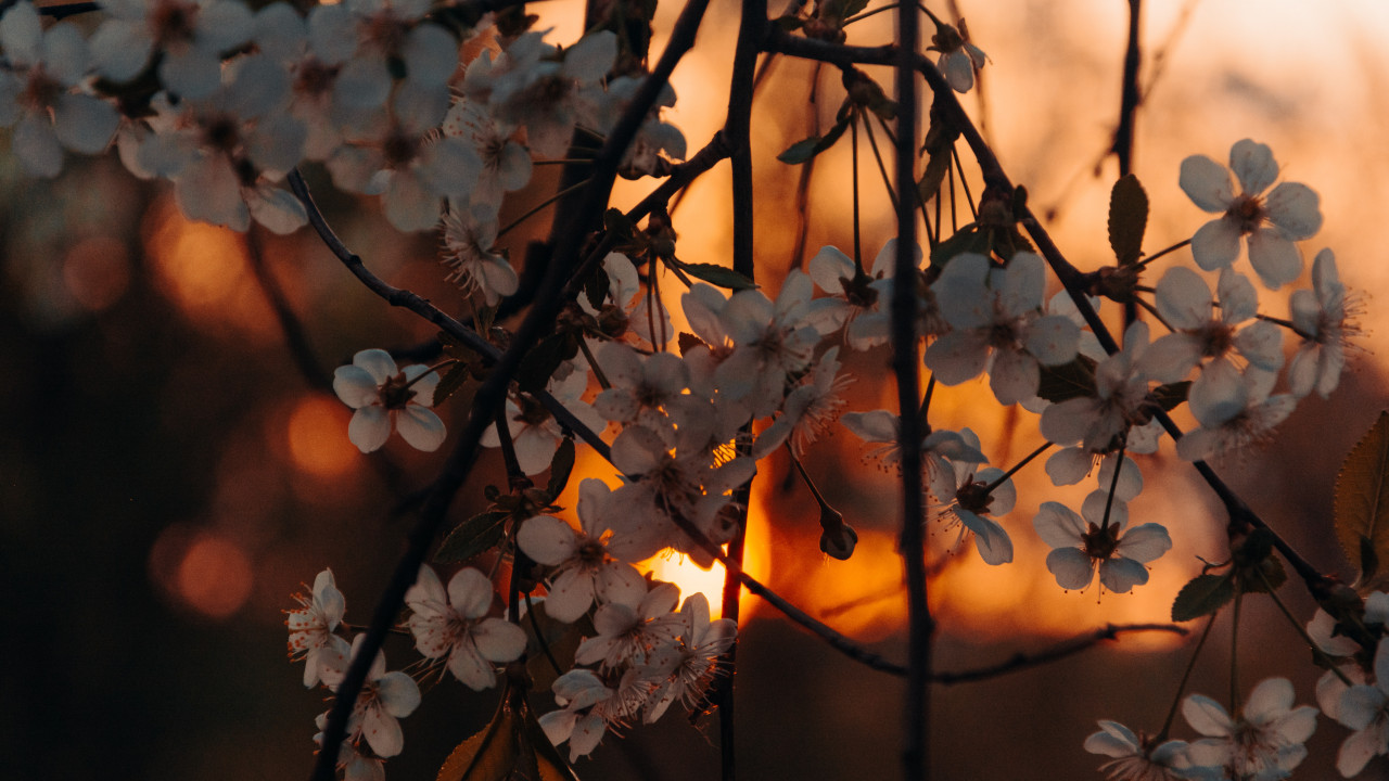 White Petaled Flowers