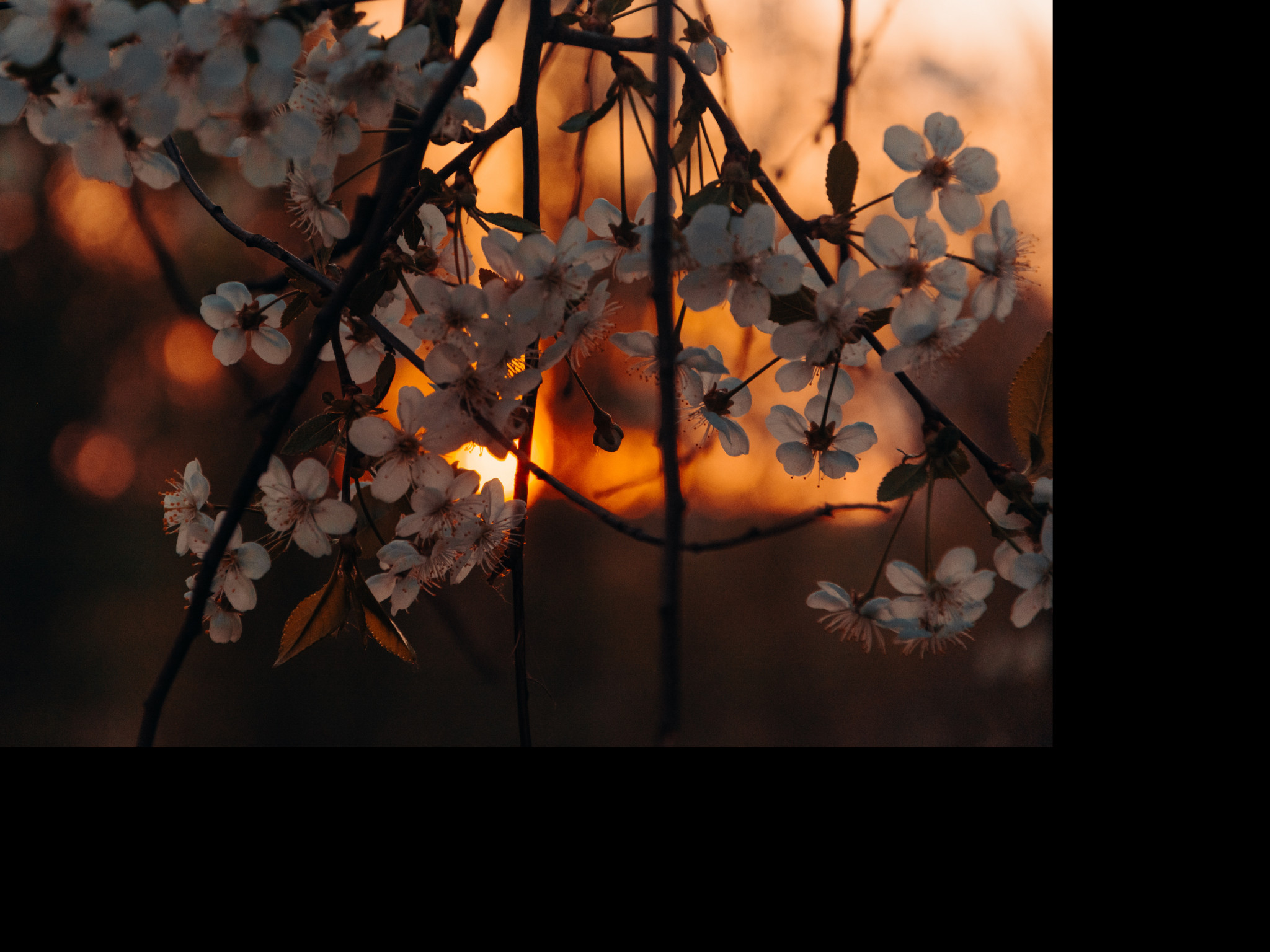 White Petaled Flowers