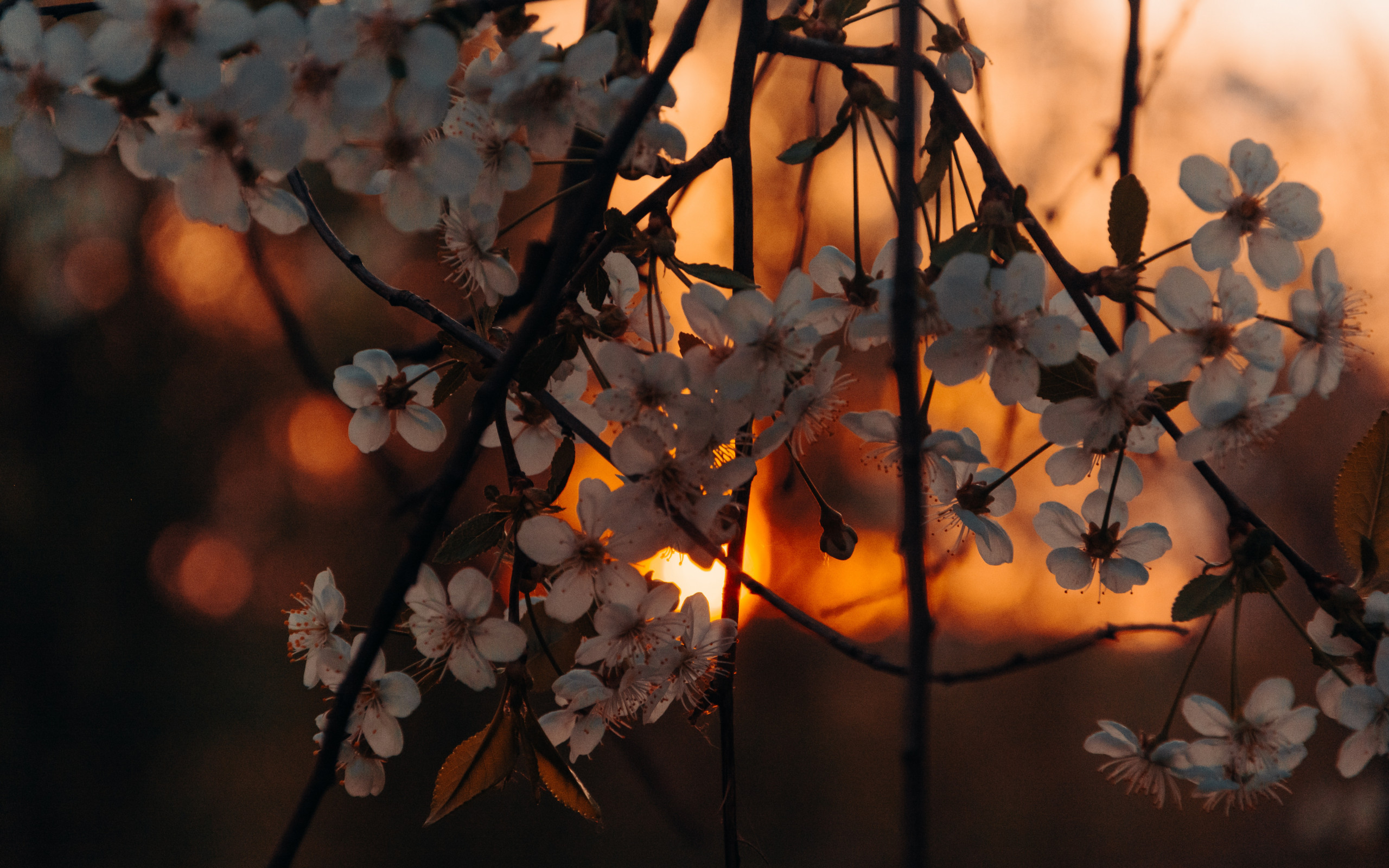 White Petaled Flowers