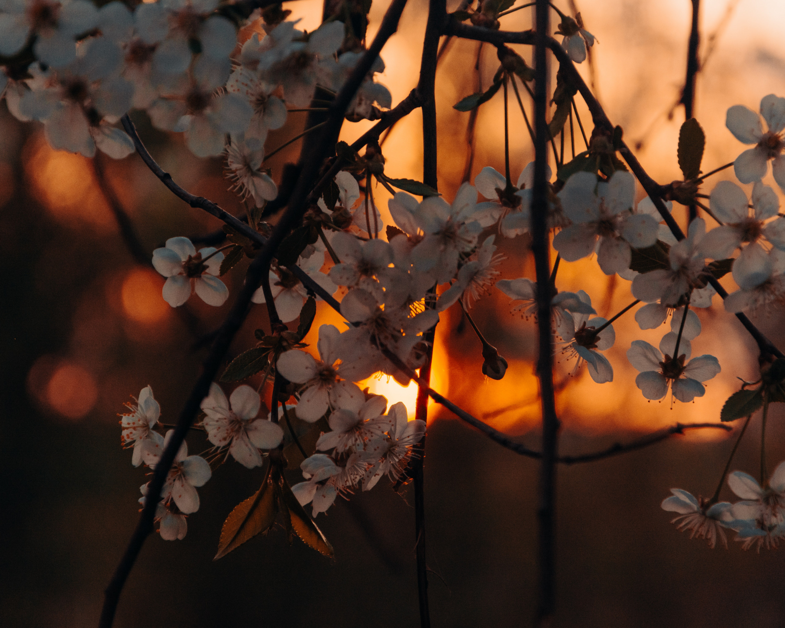 White Petaled Flowers