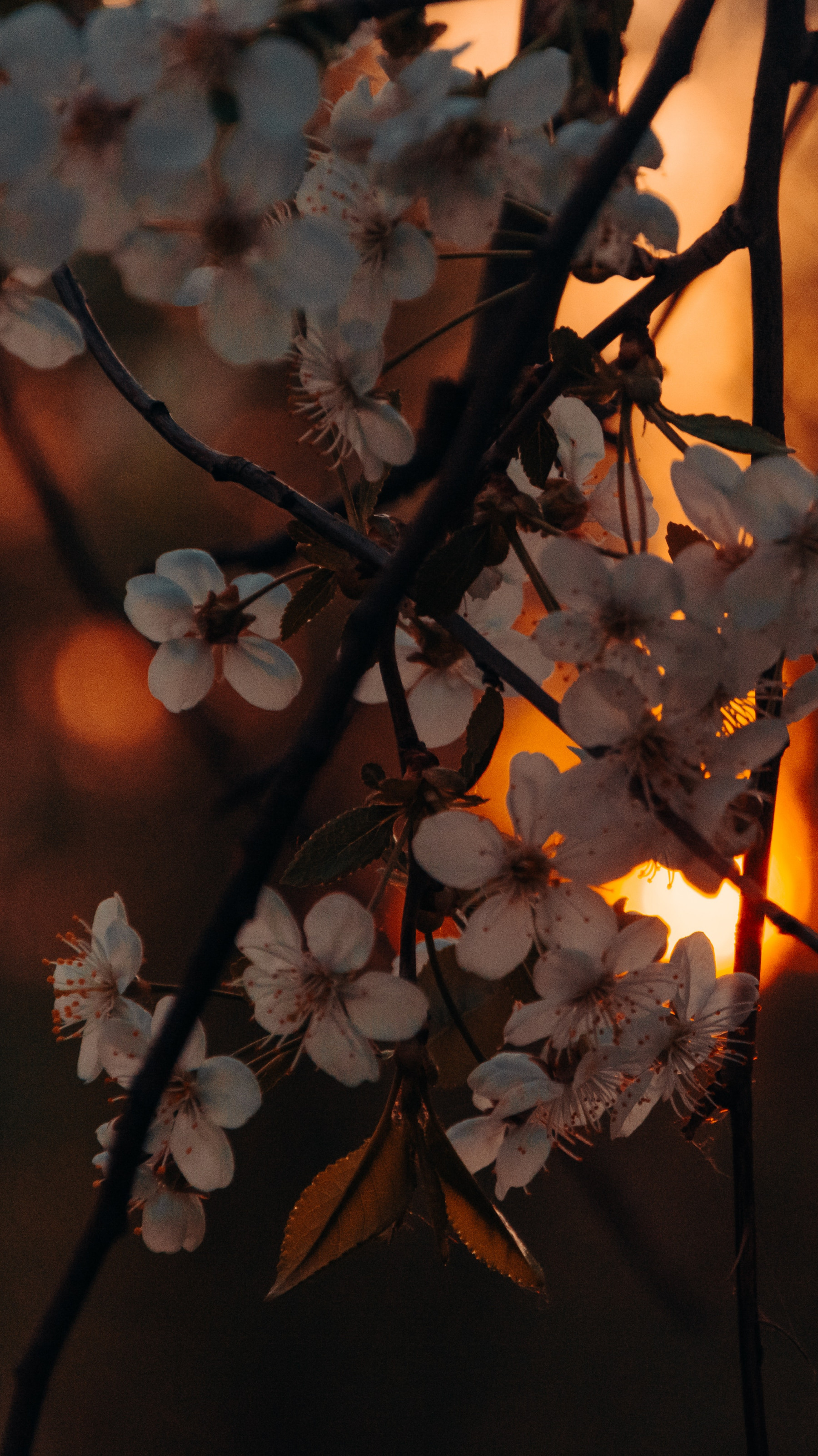 White Petaled Flowers