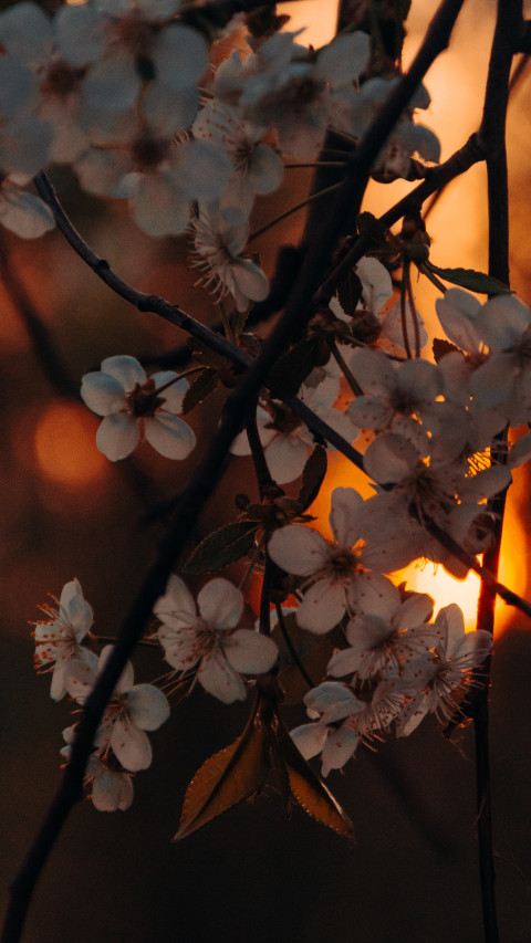 White Petaled Flowers
