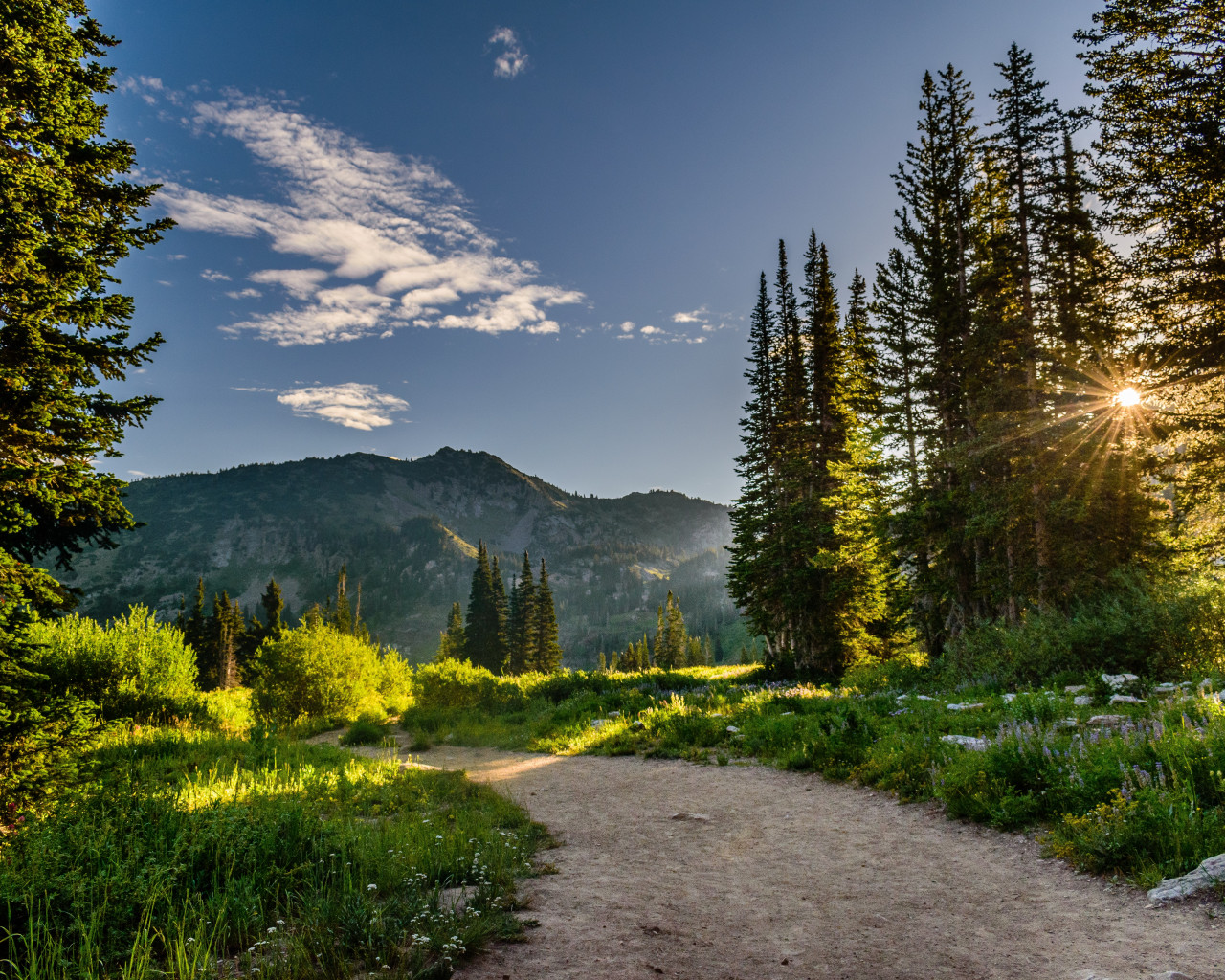 Pine Trees Near Mountains 