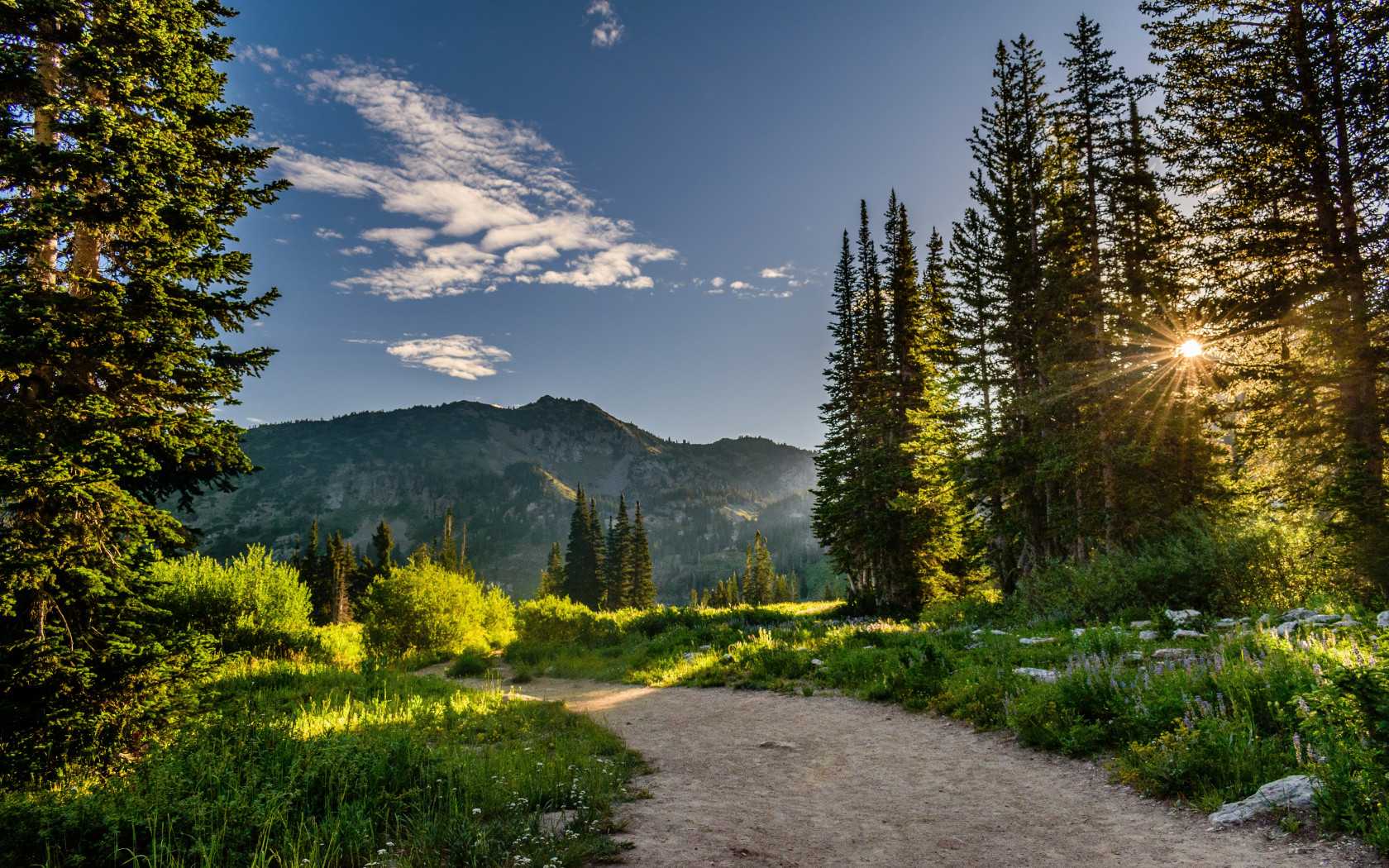 Pine Trees Near Mountains 