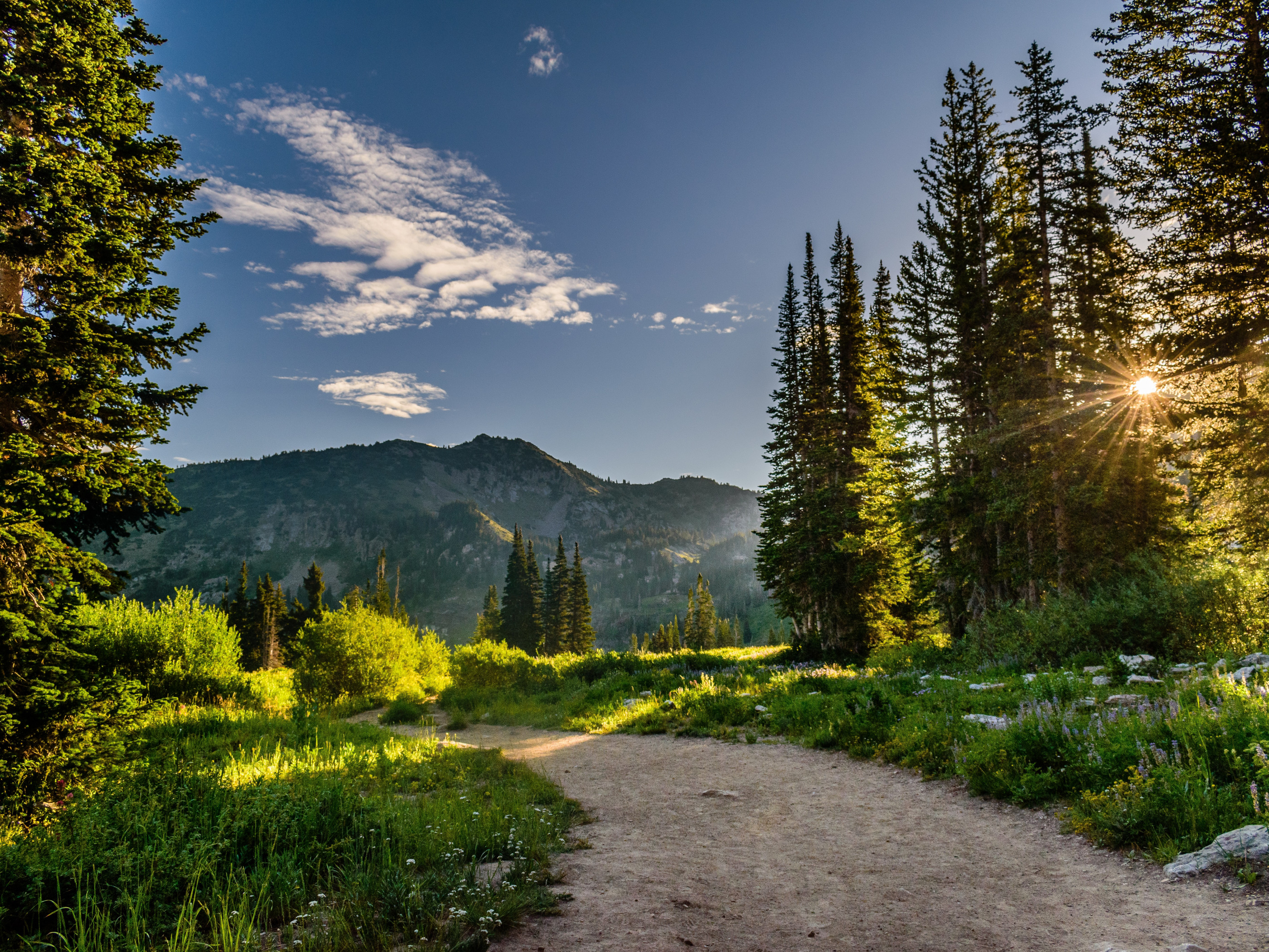 Pine Trees Near Mountains 