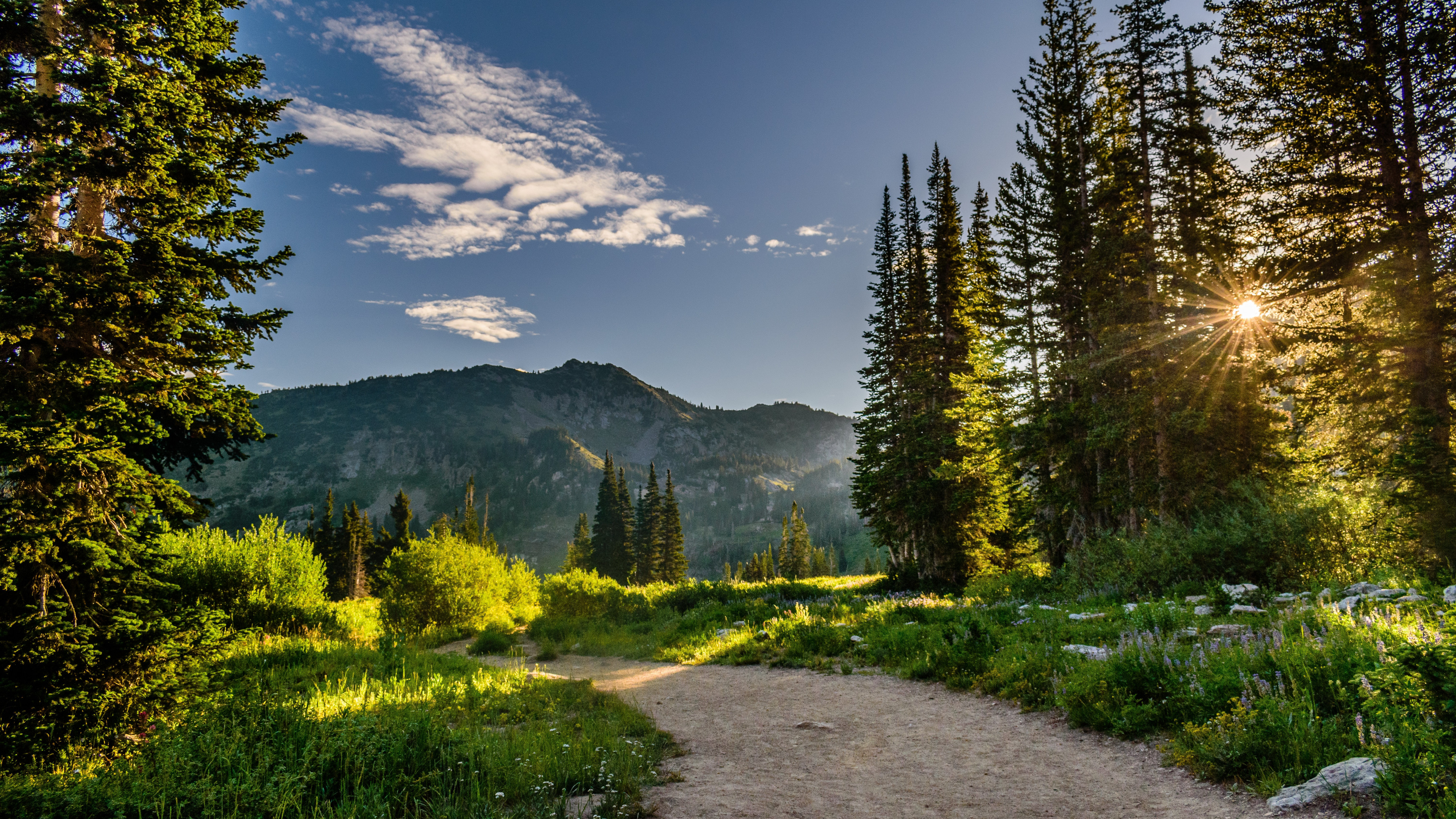 Pine Trees Near Mountains 