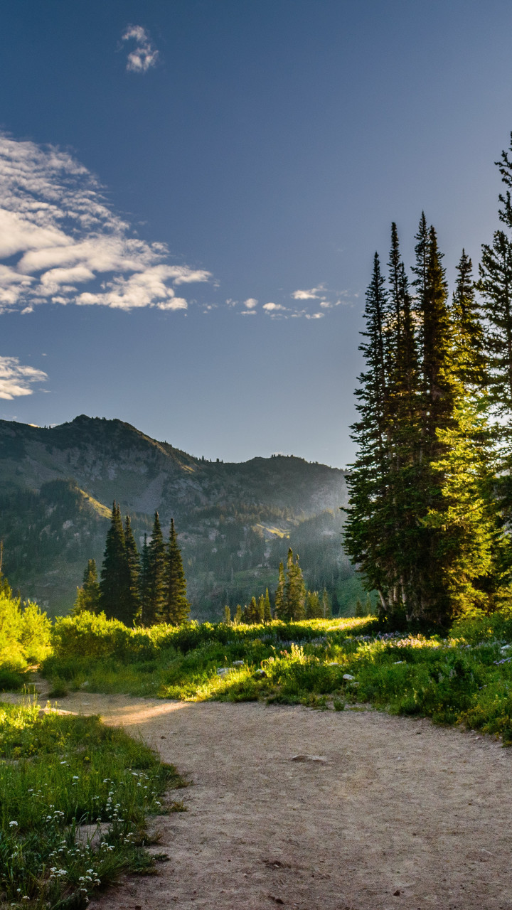 Pine Trees Near Mountains 