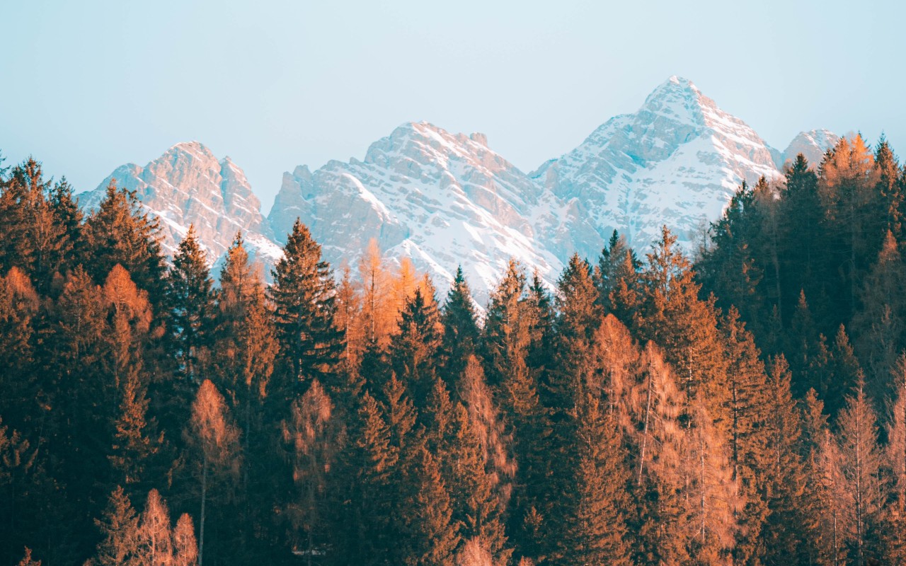 Mountains and Brown Trees