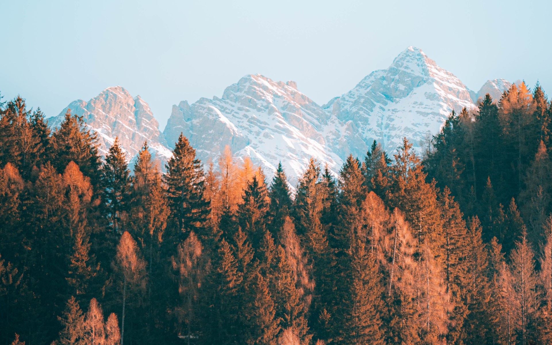 Mountains and Brown Trees