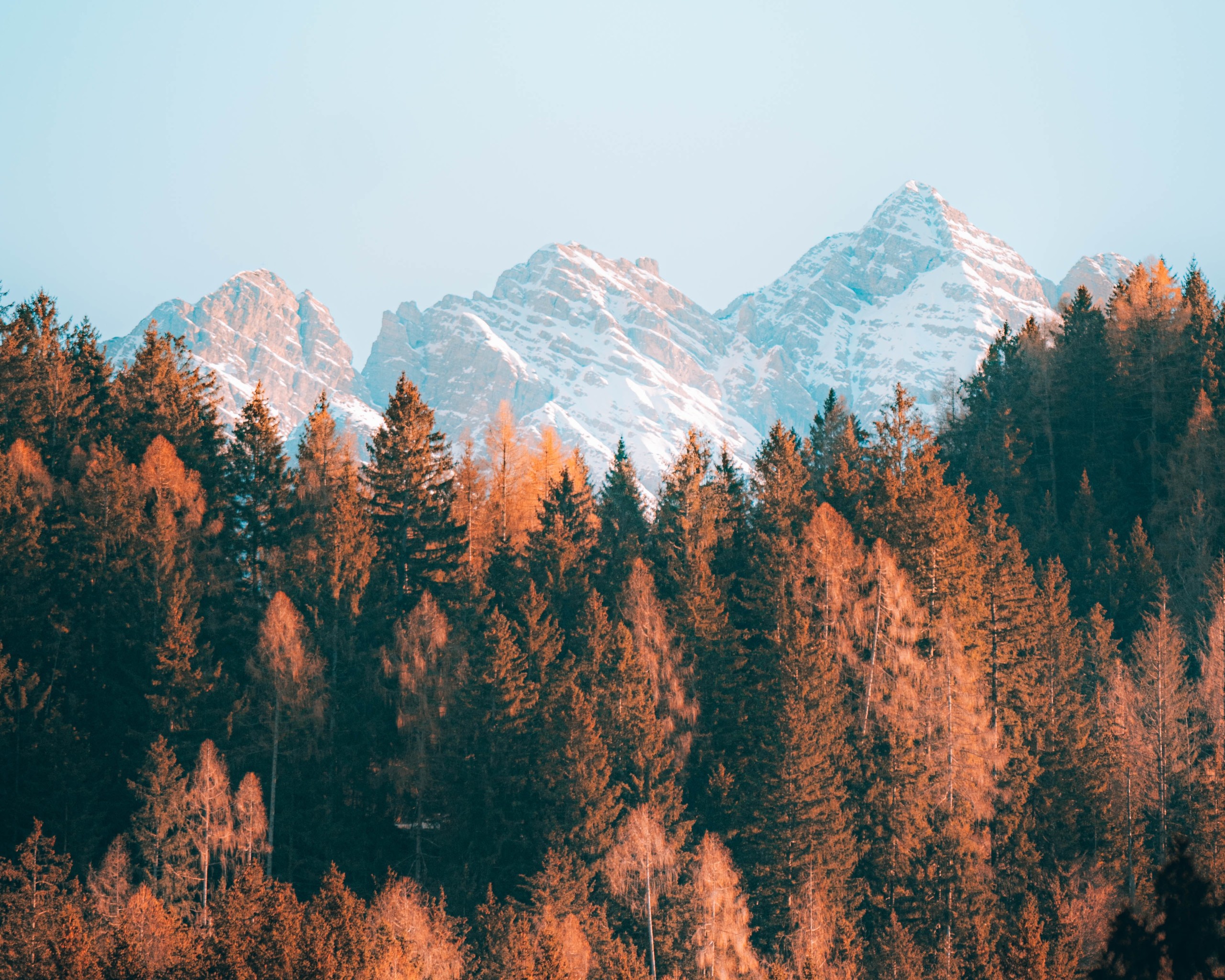 Mountains and Brown Trees