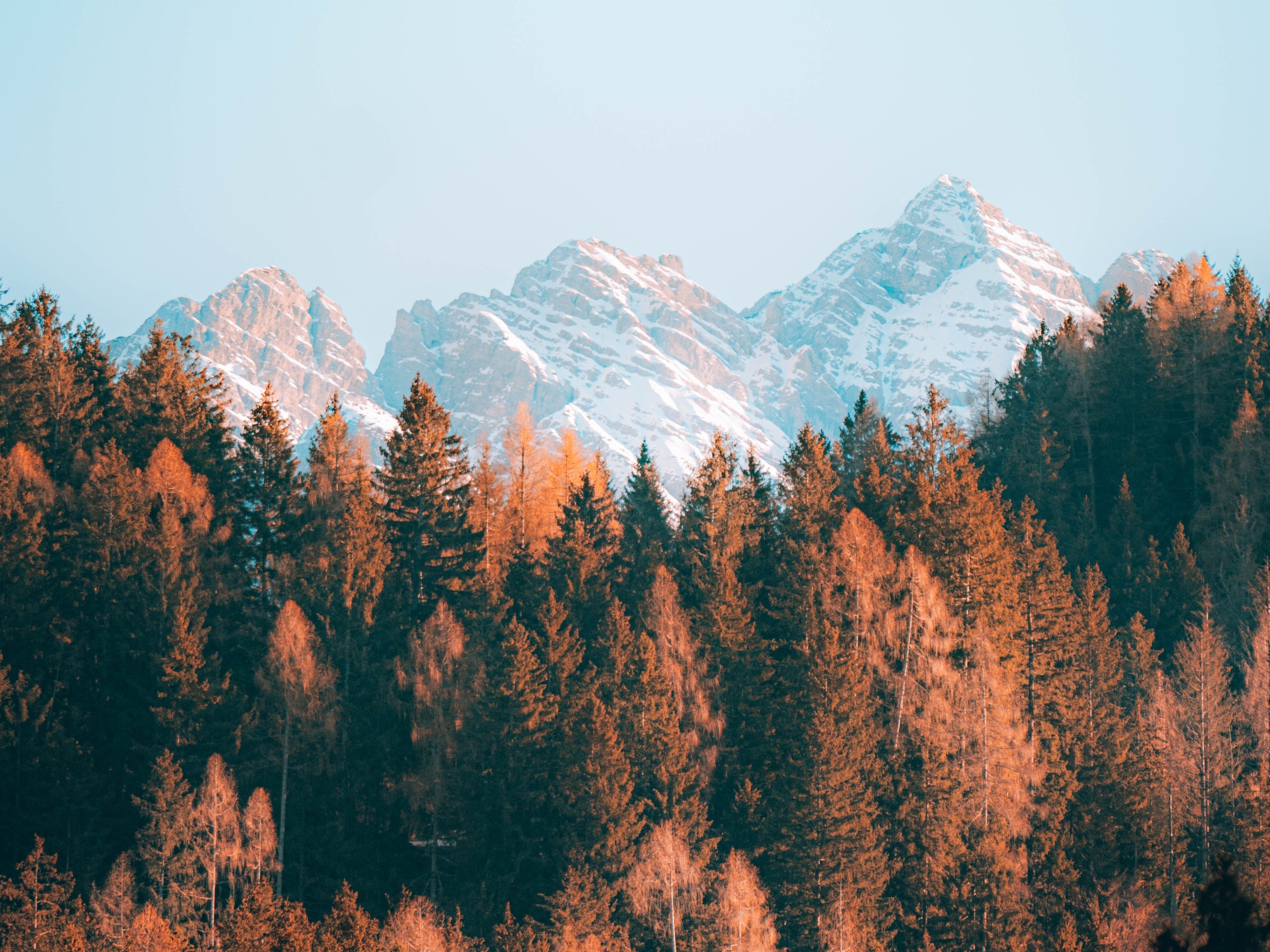 Mountains and Brown Trees