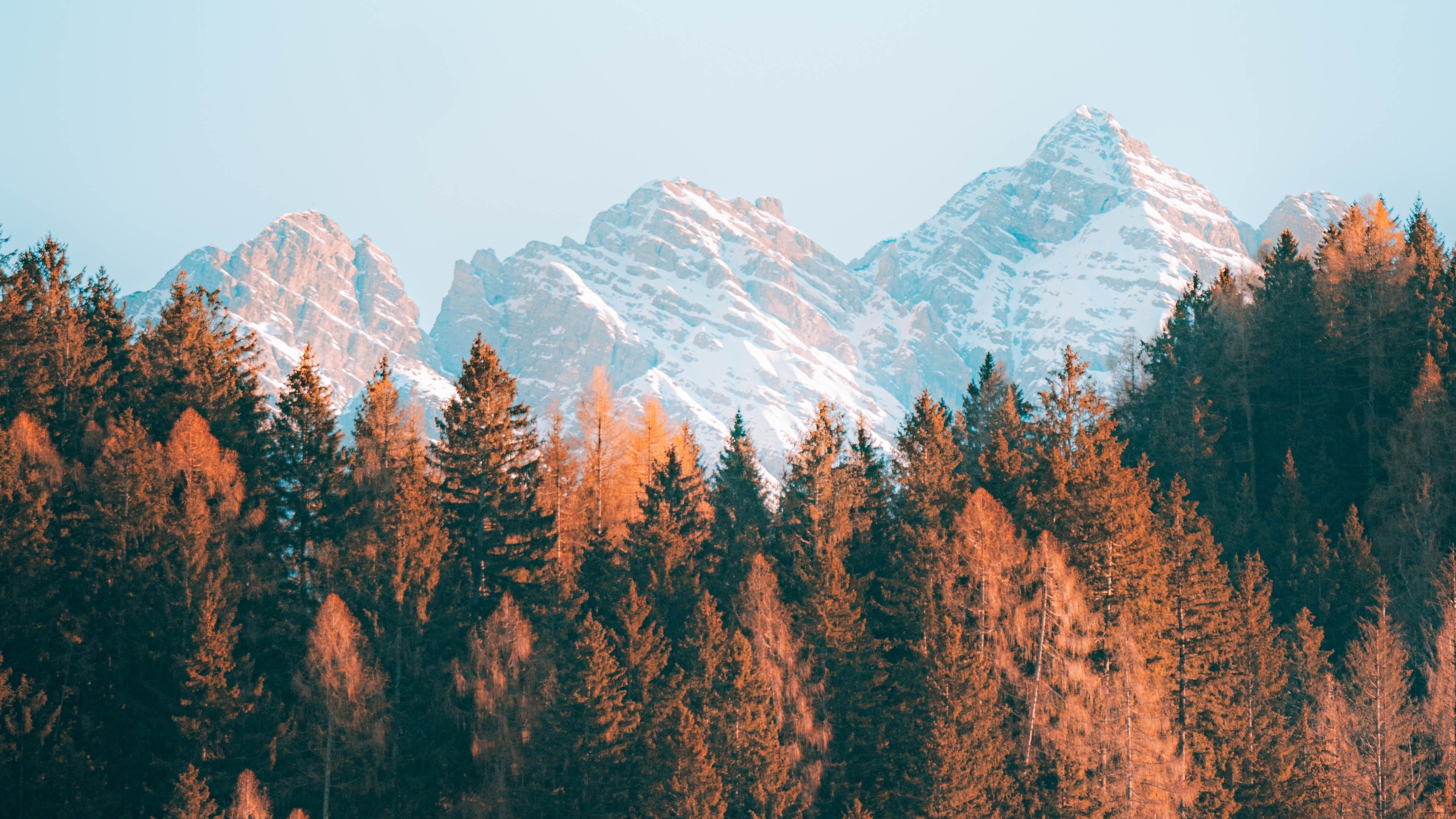 Mountains and Brown Trees