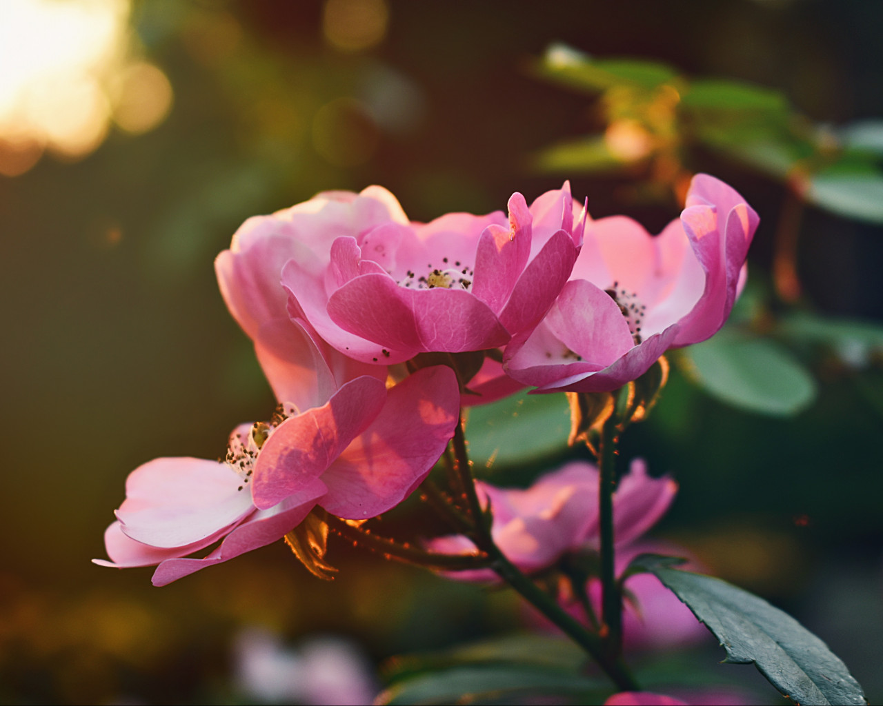 Pink Flowers