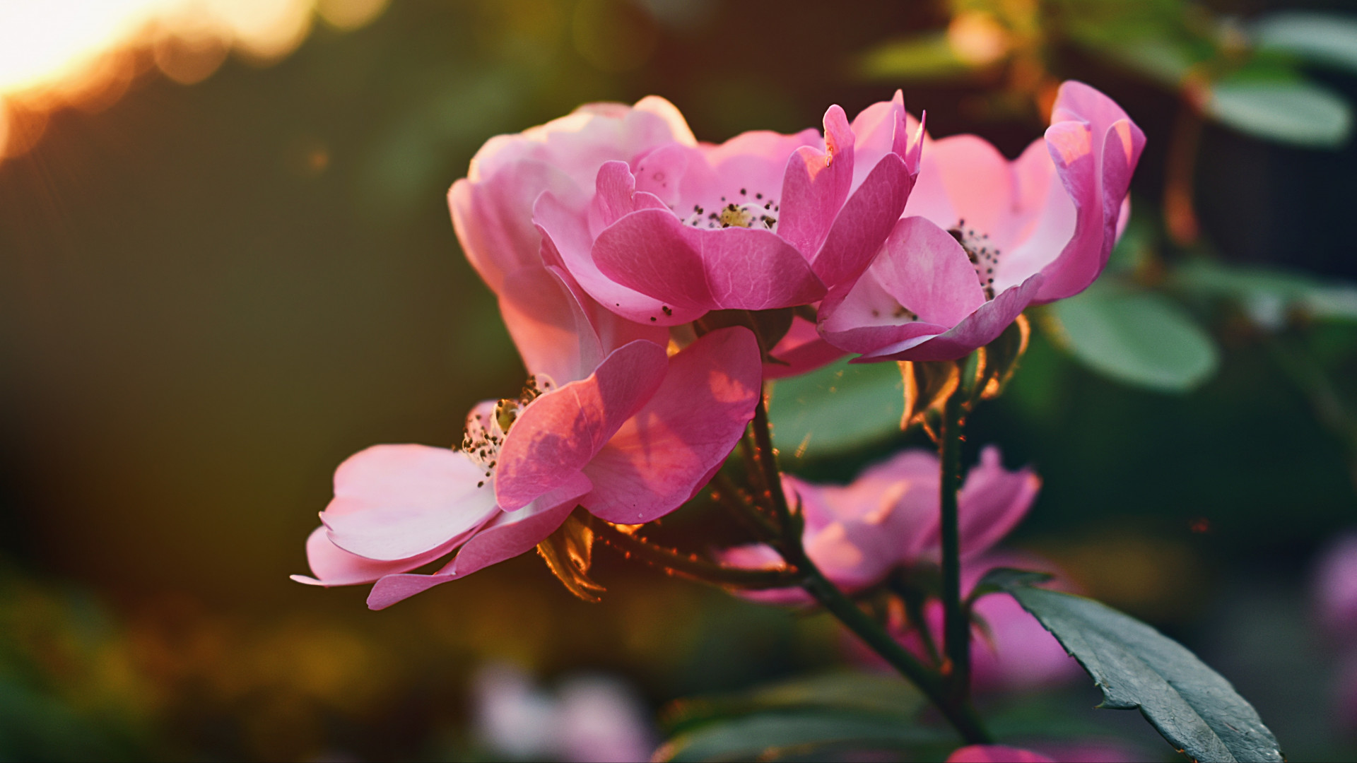 Pink Flowers