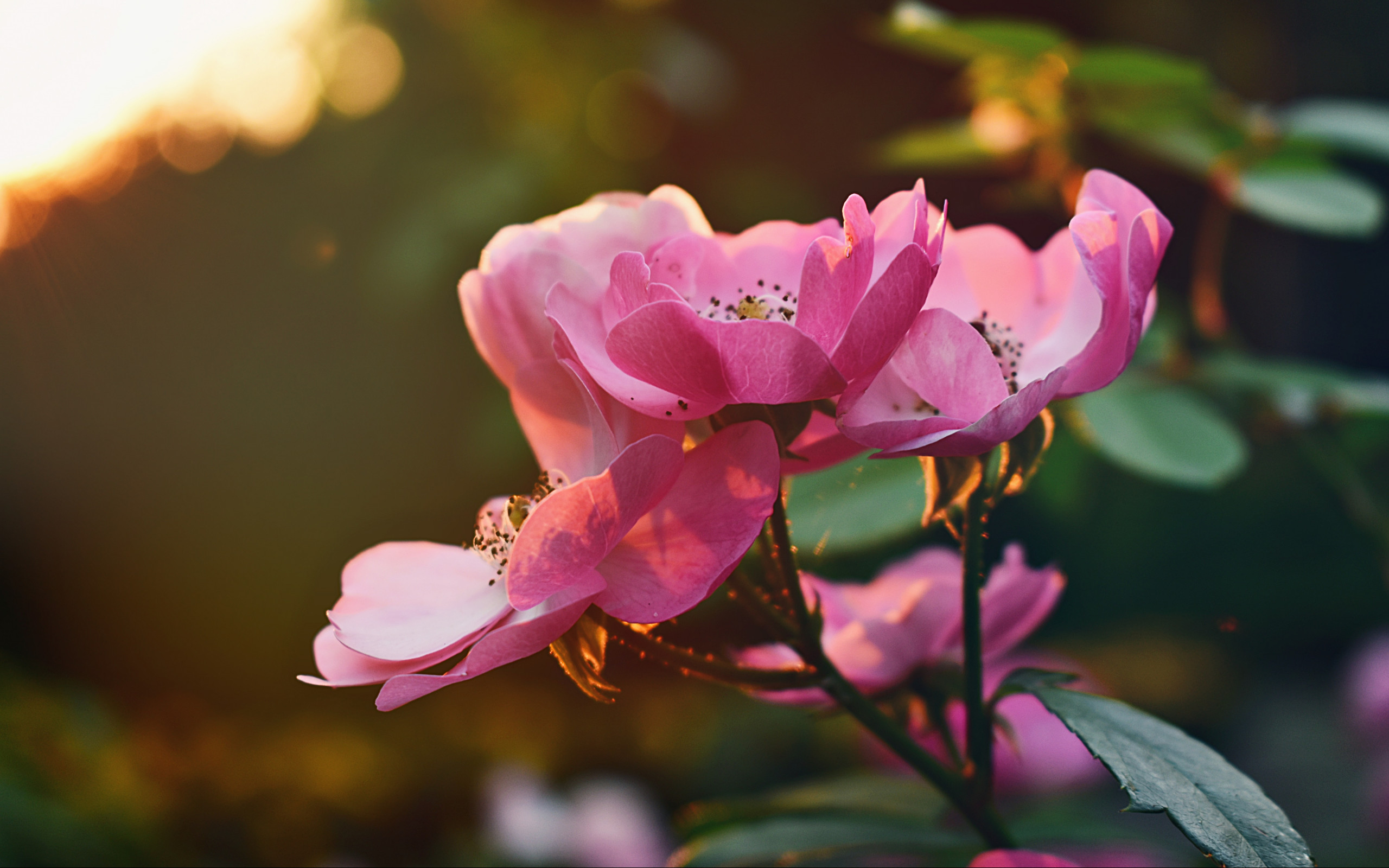 Pink Flowers