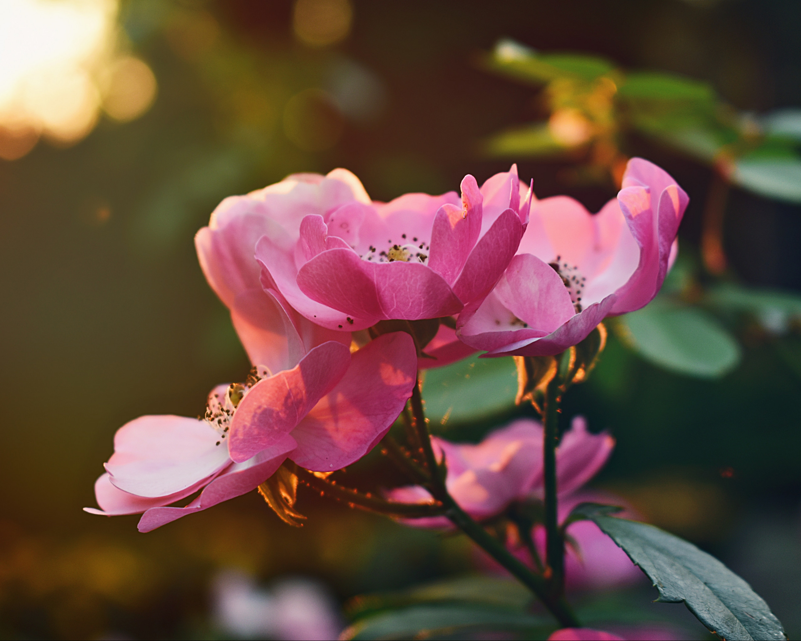 Pink Flowers