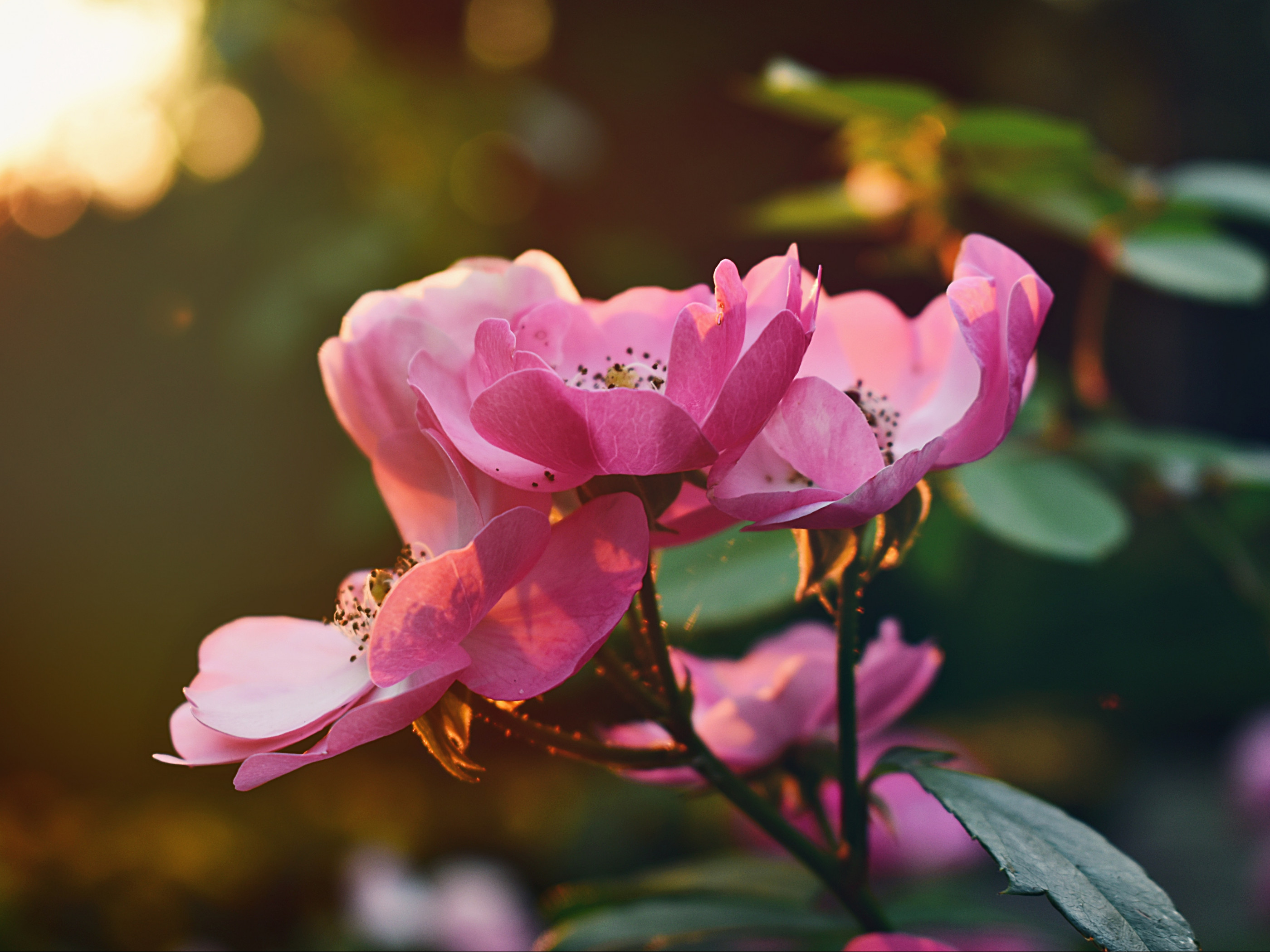 Pink Flowers