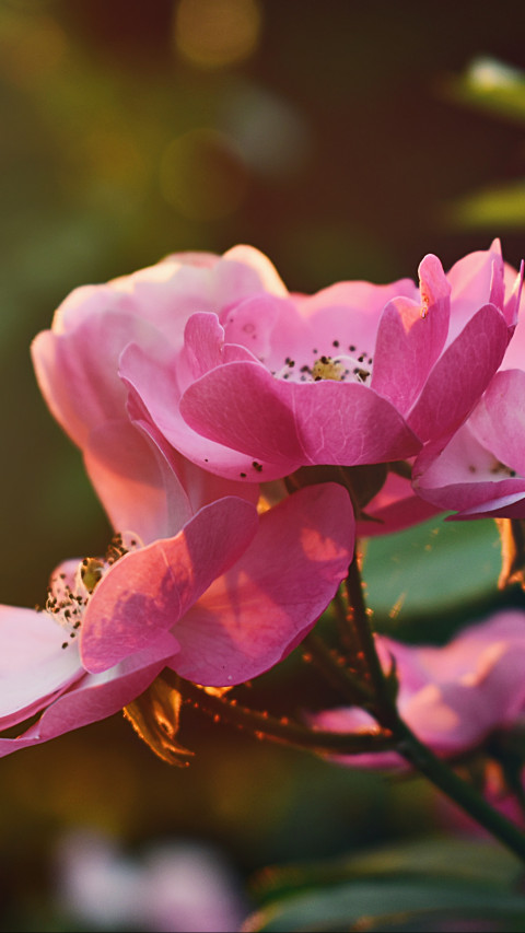 Pink Flowers