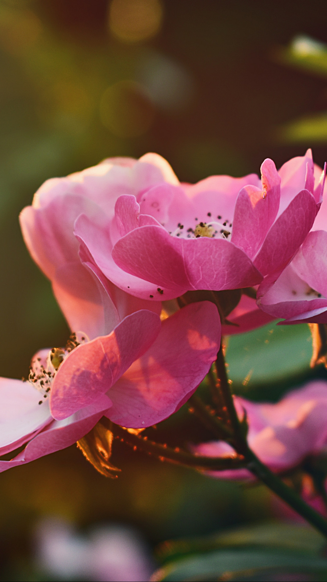 Pink Flowers
