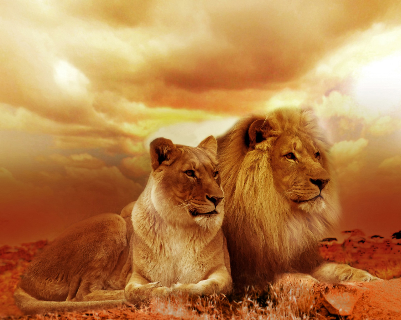 Lions