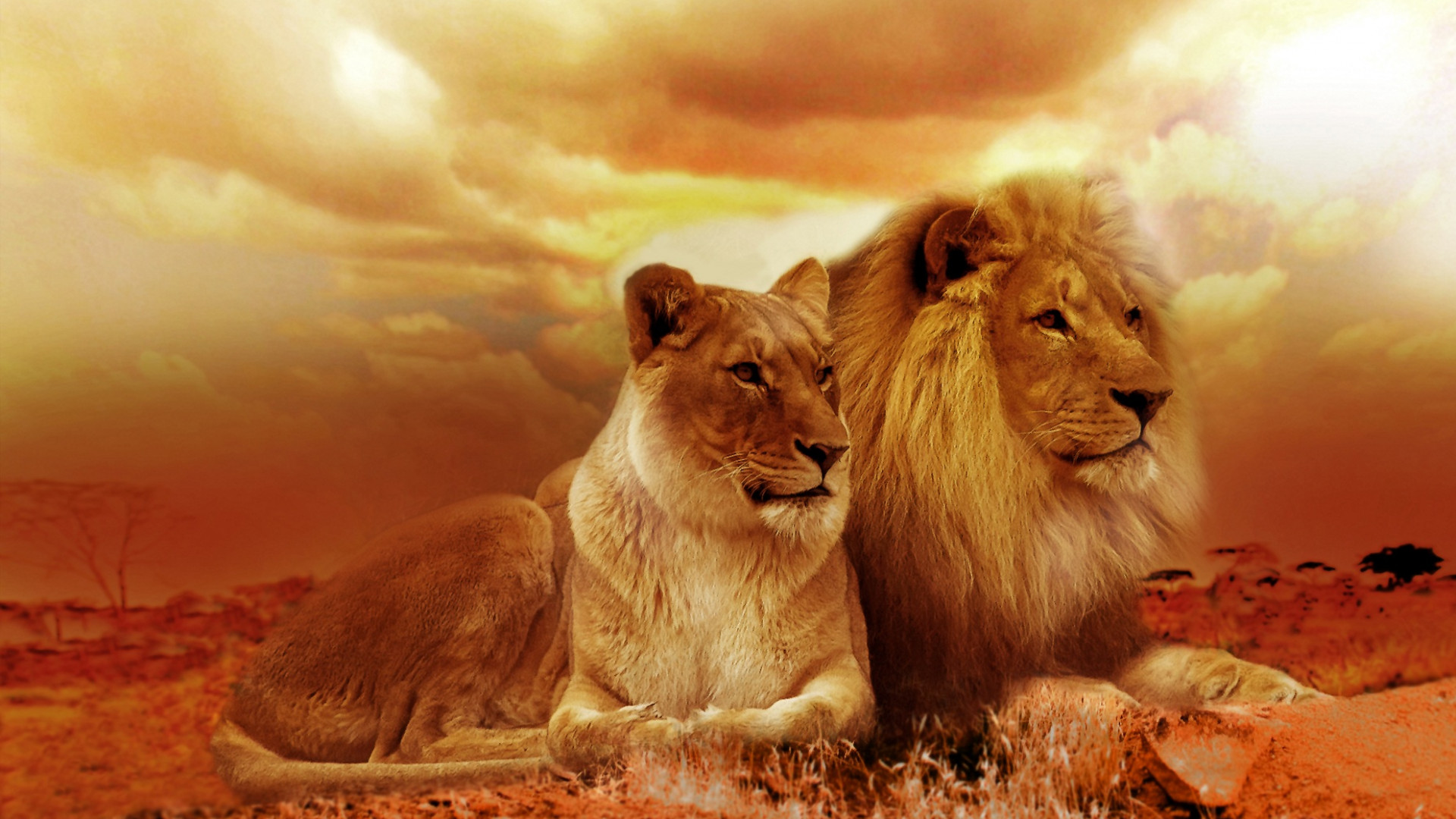 Lions