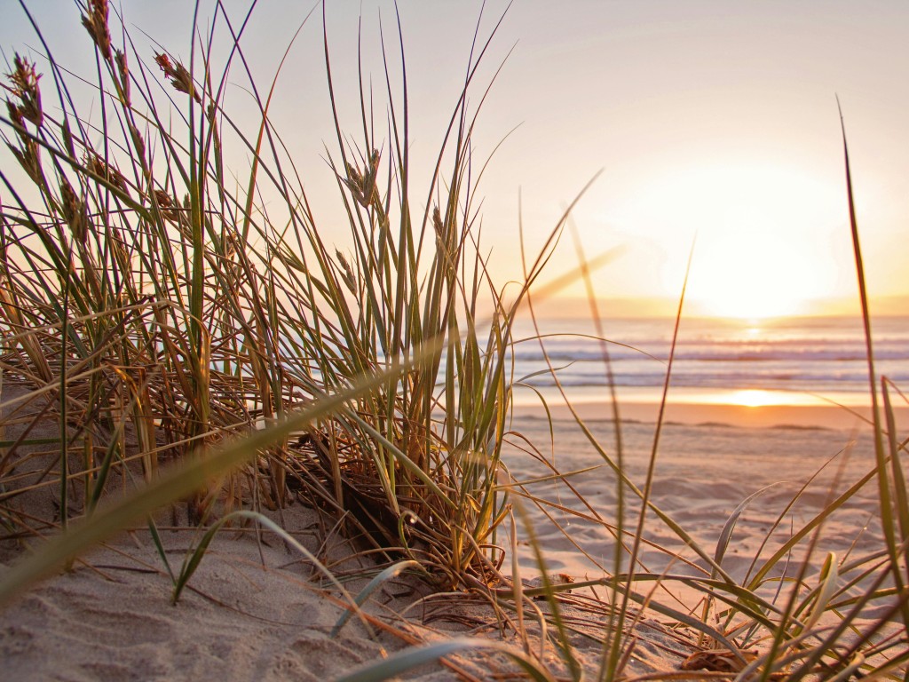 Green Grass on Sand Overlooking sea