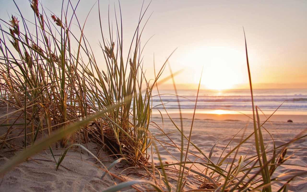 Green Grass on Sand Overlooking sea