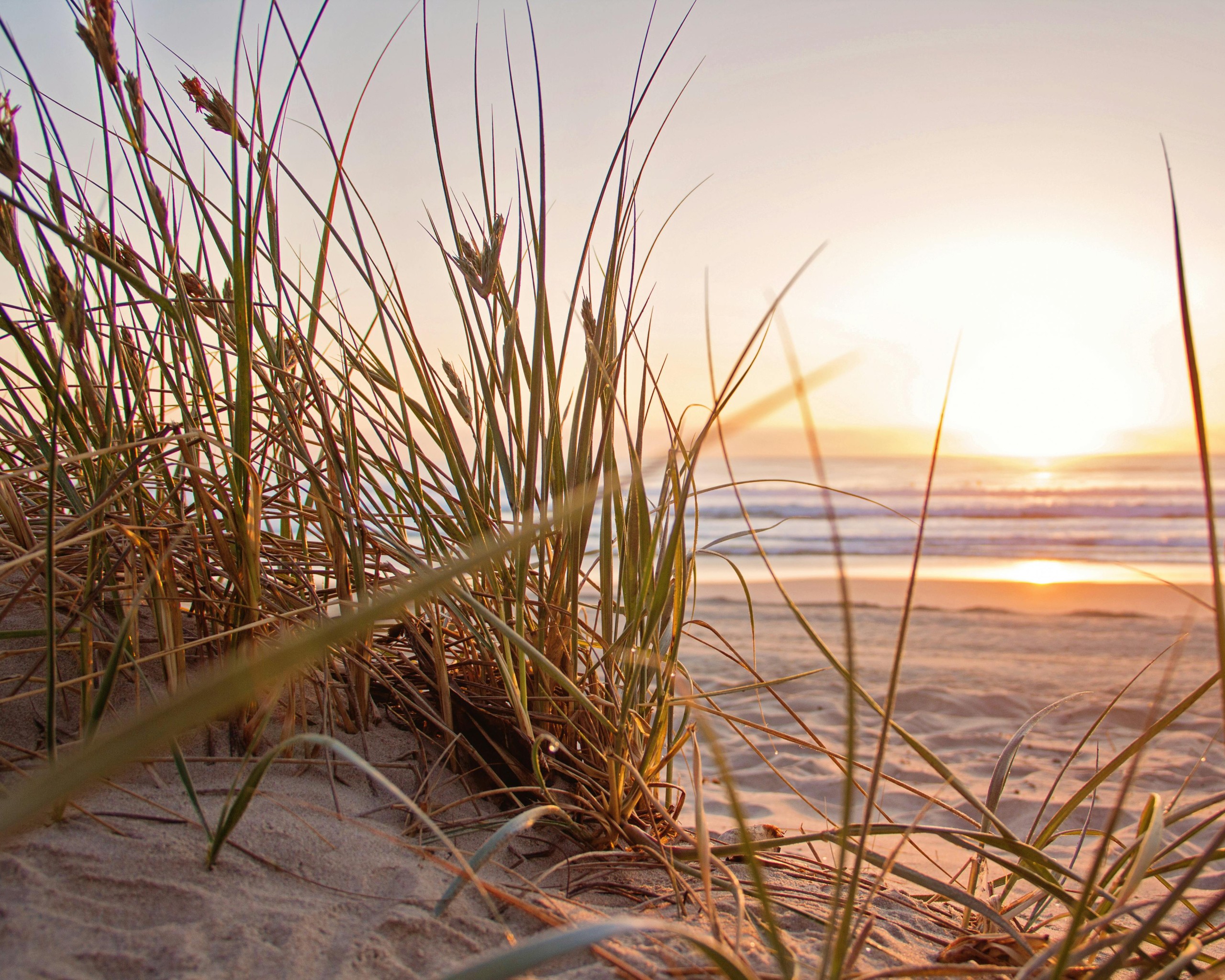 Green Grass on Sand Overlooking sea