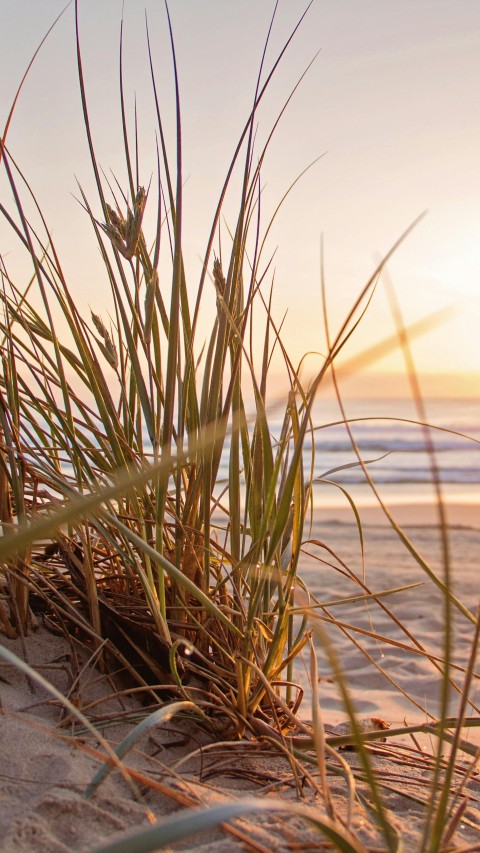 Green Grass on Sand Overlooking sea