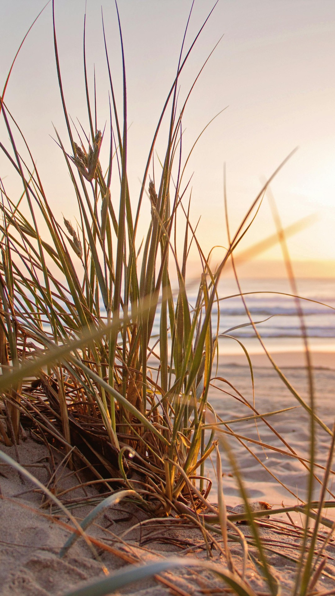 Green Grass on Sand Overlooking sea