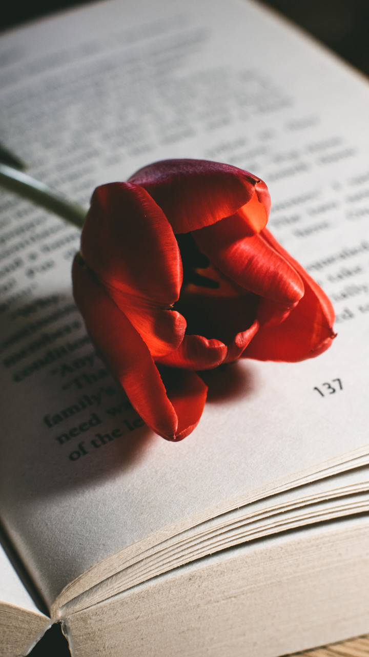 Red Tulip Flower On Book 