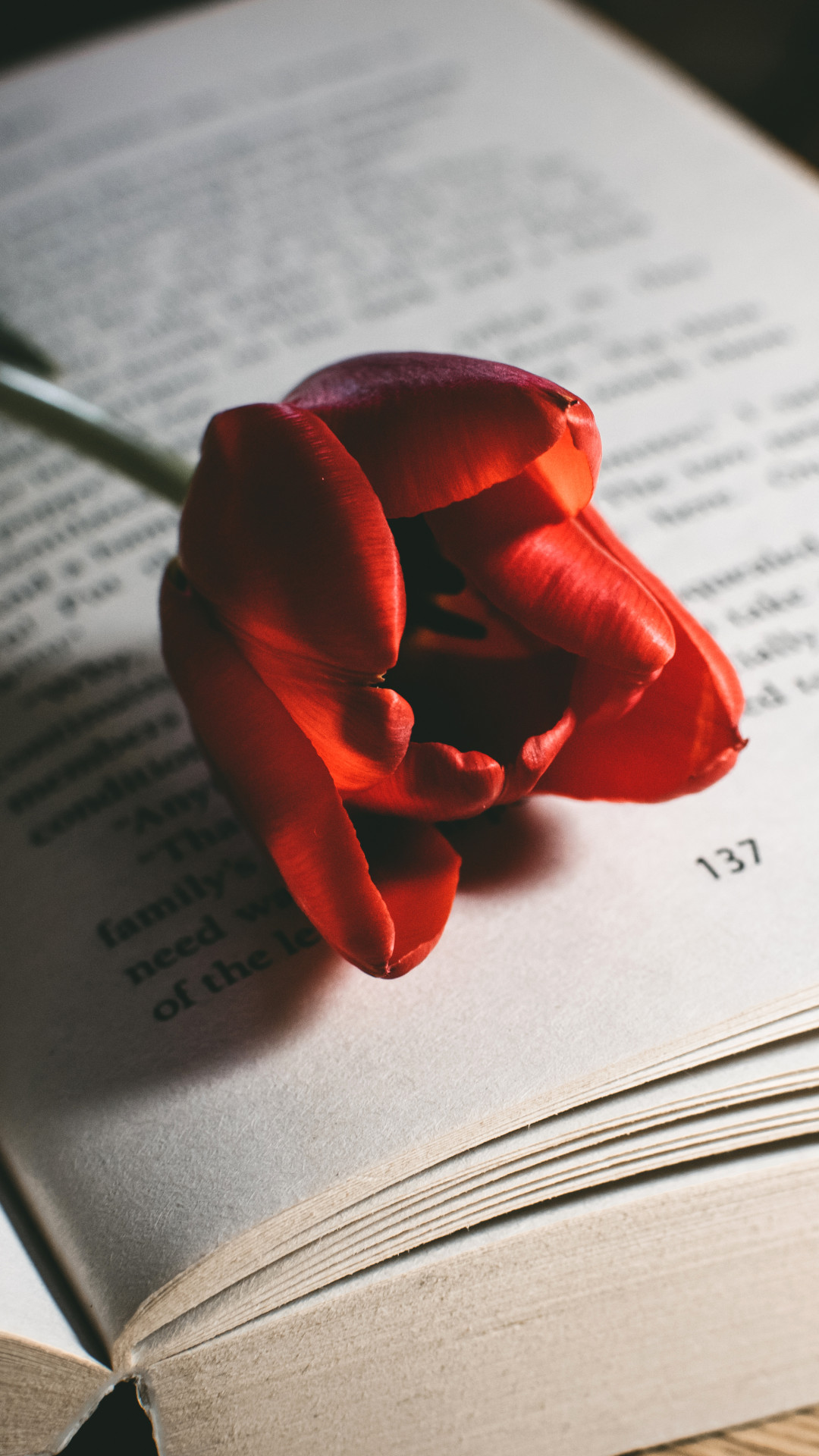 Red Tulip Flower On Book 