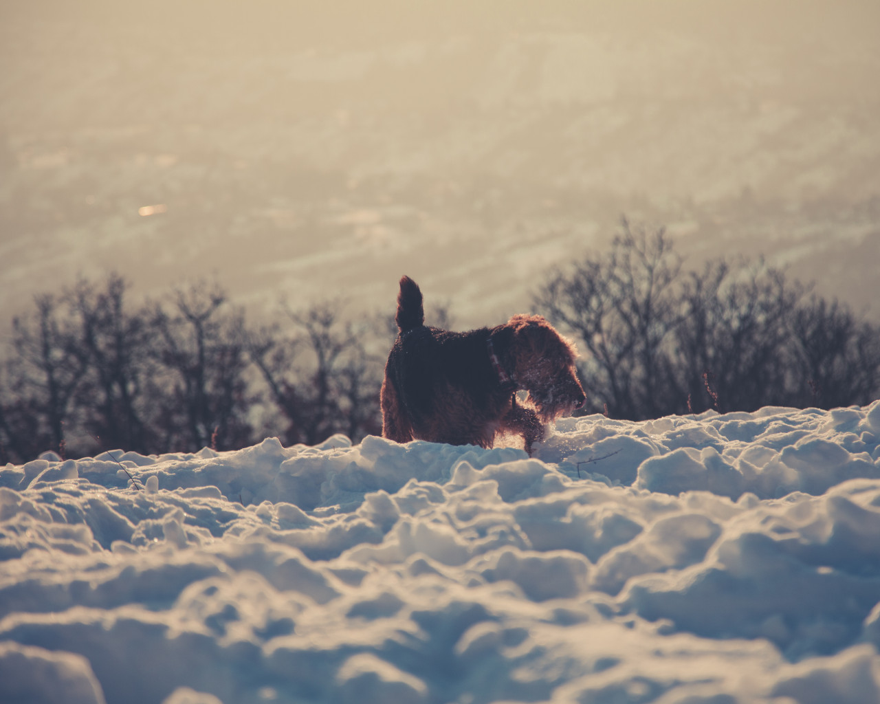 Brown Dog in Snow