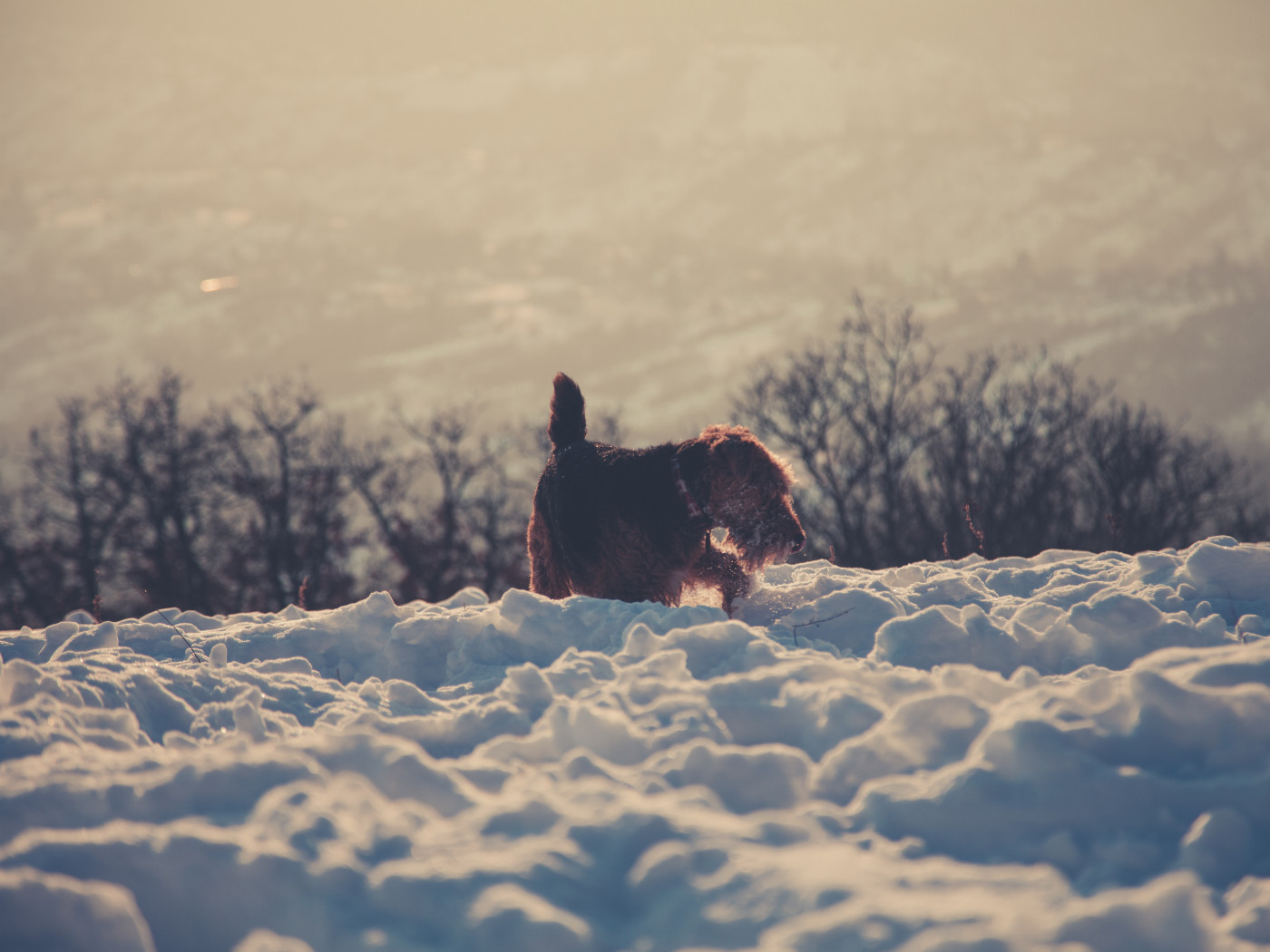 Brown Dog in Snow