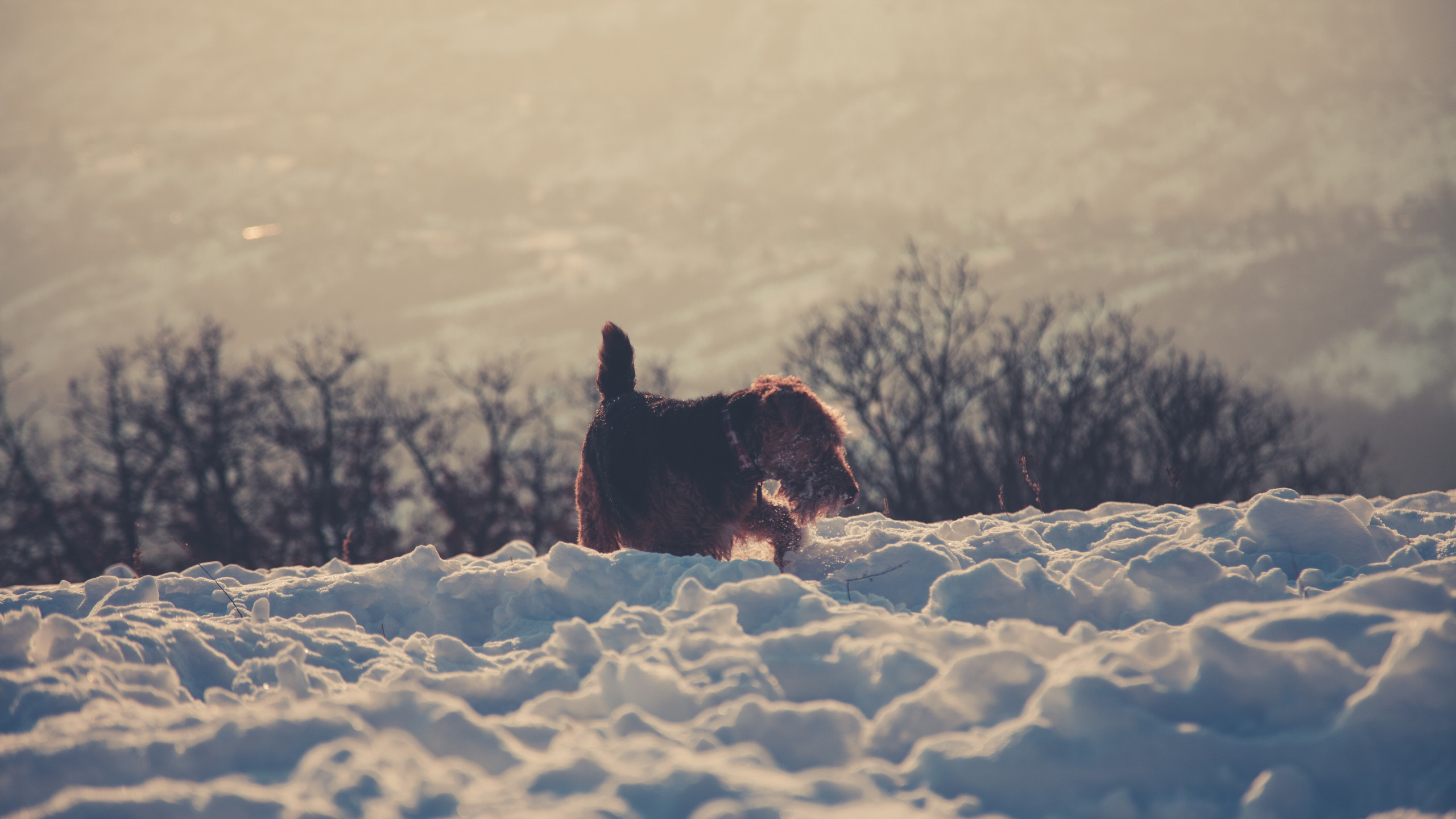 Brown Dog in Snow