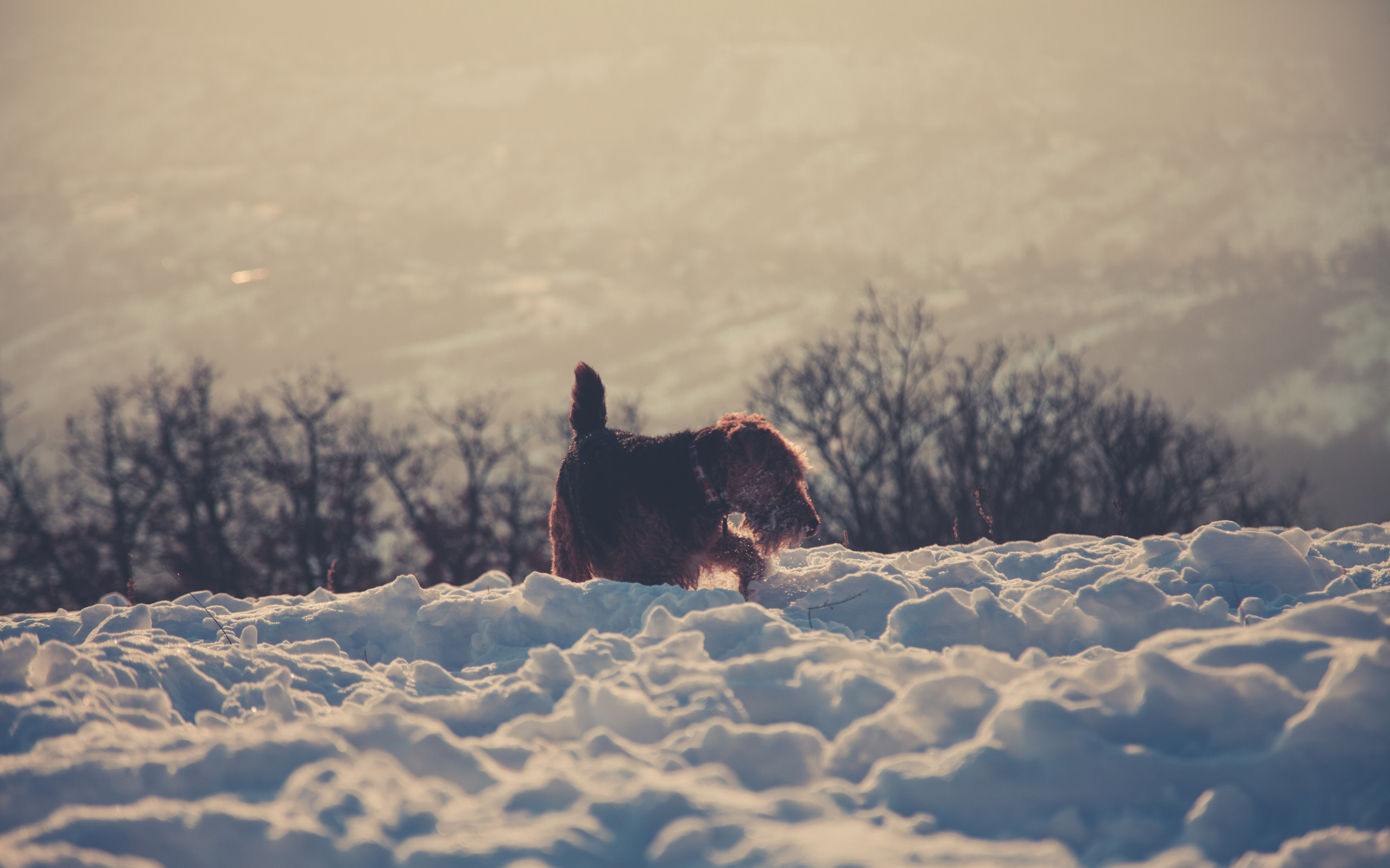 Brown Dog in Snow