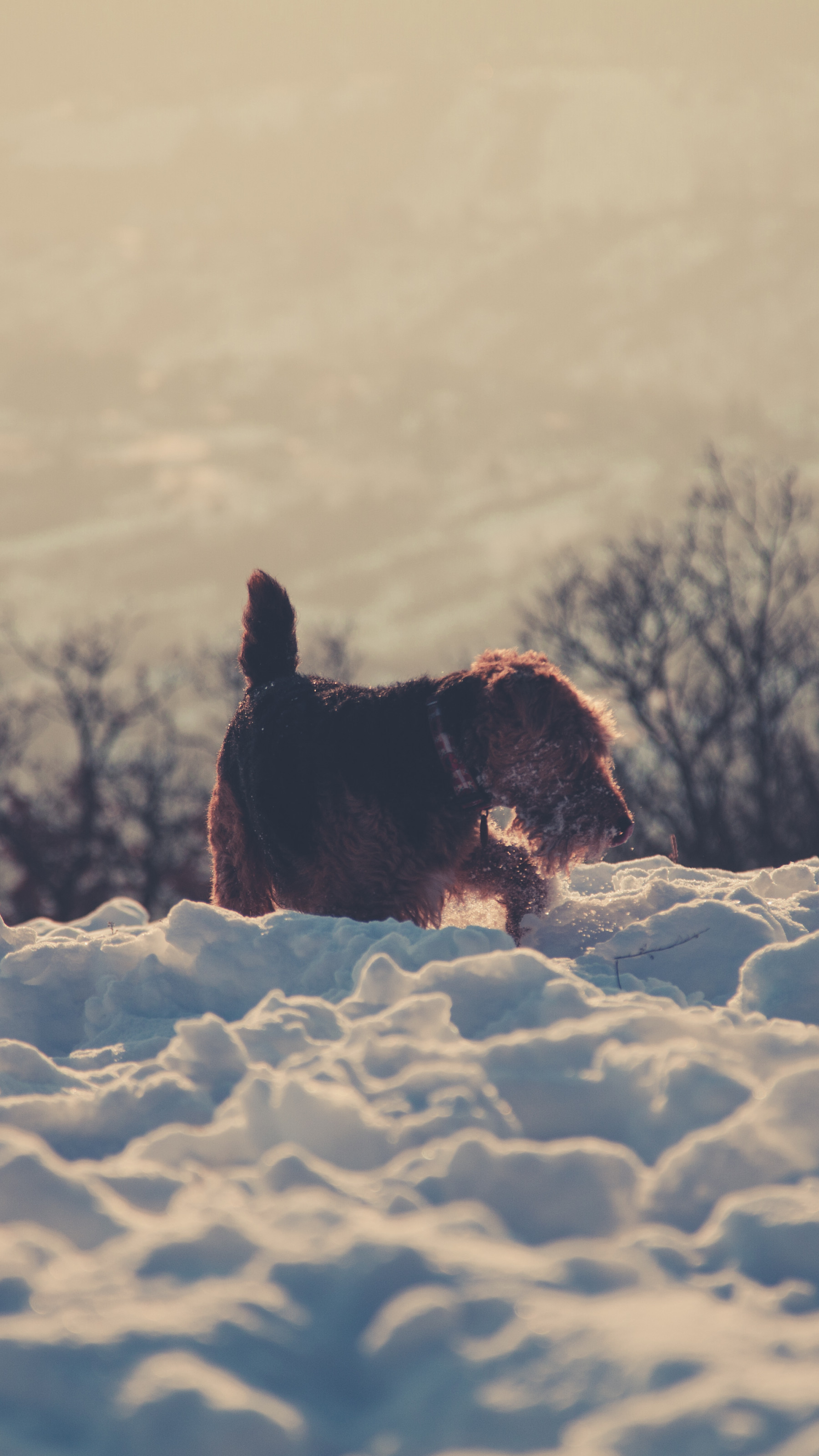 Brown Dog in Snow