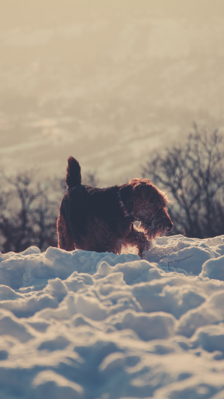 Brown Dog in Snow